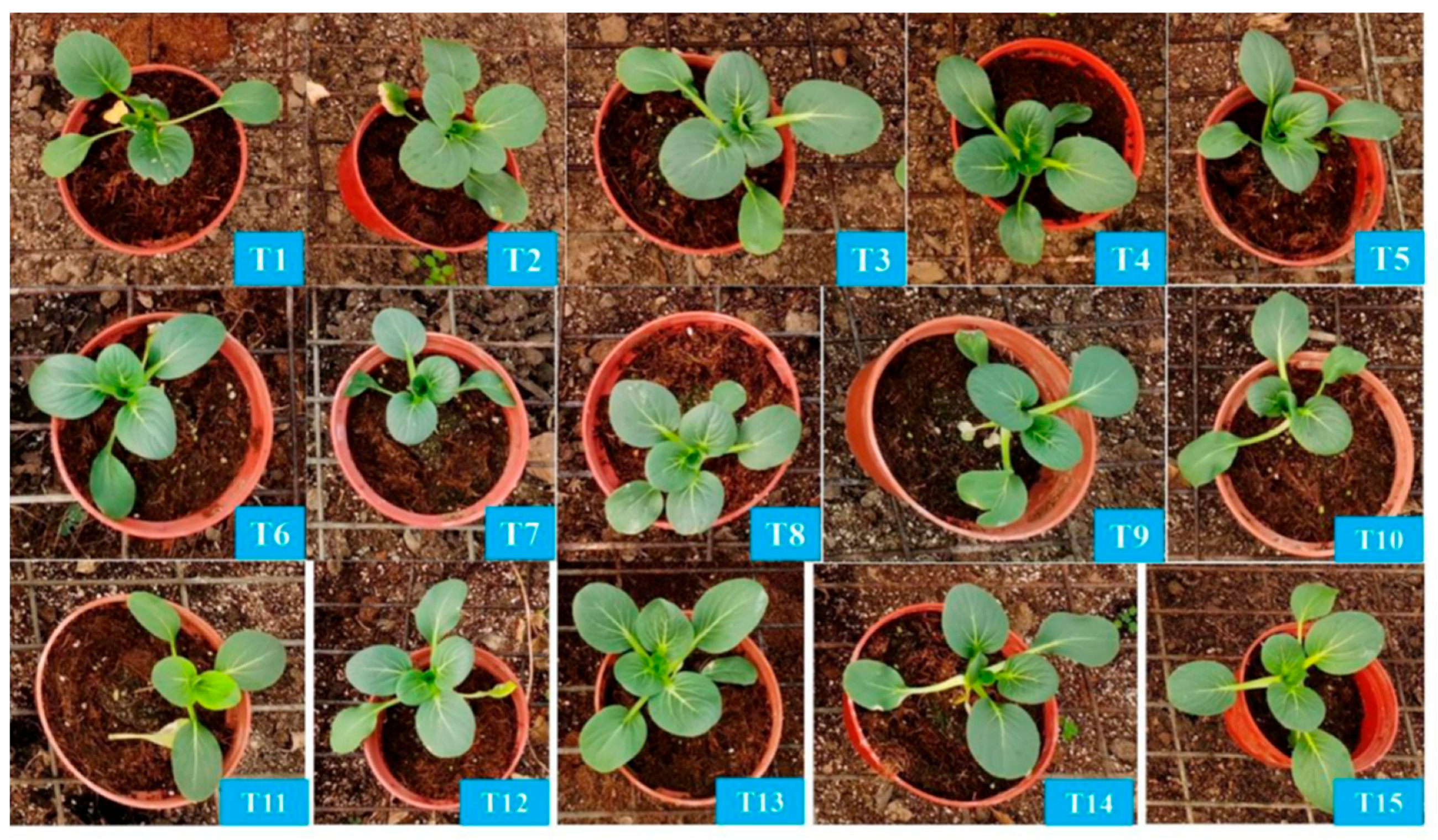 Plants 14 03681 g004