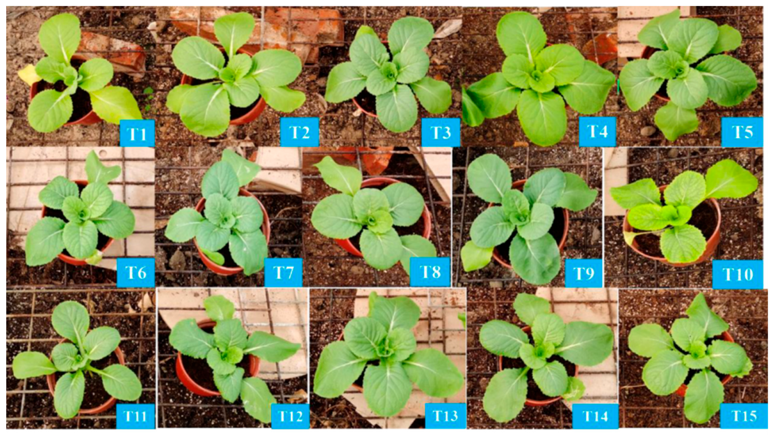 Plants 14 03681 g006