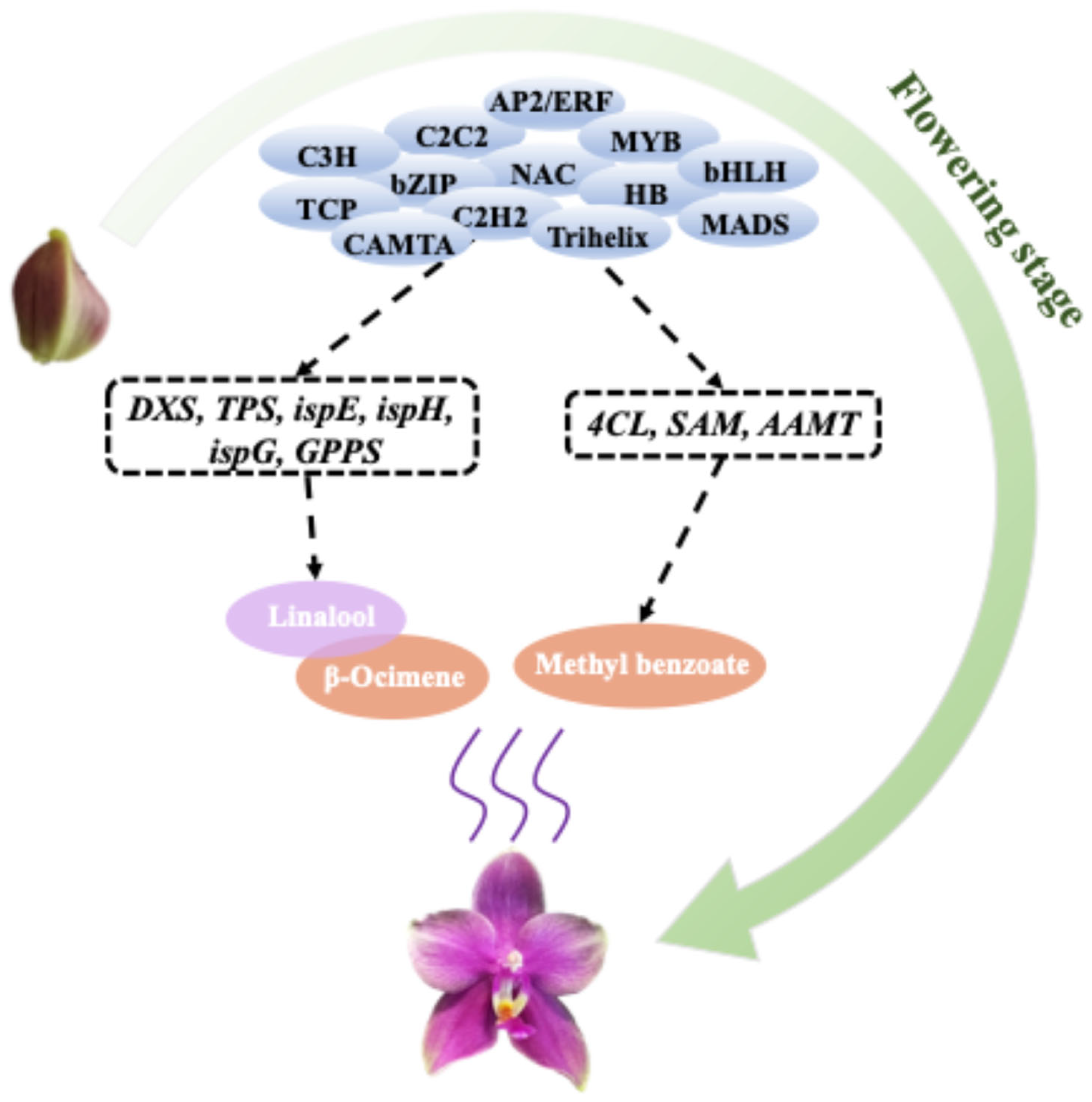 Plants 14 03682 g007