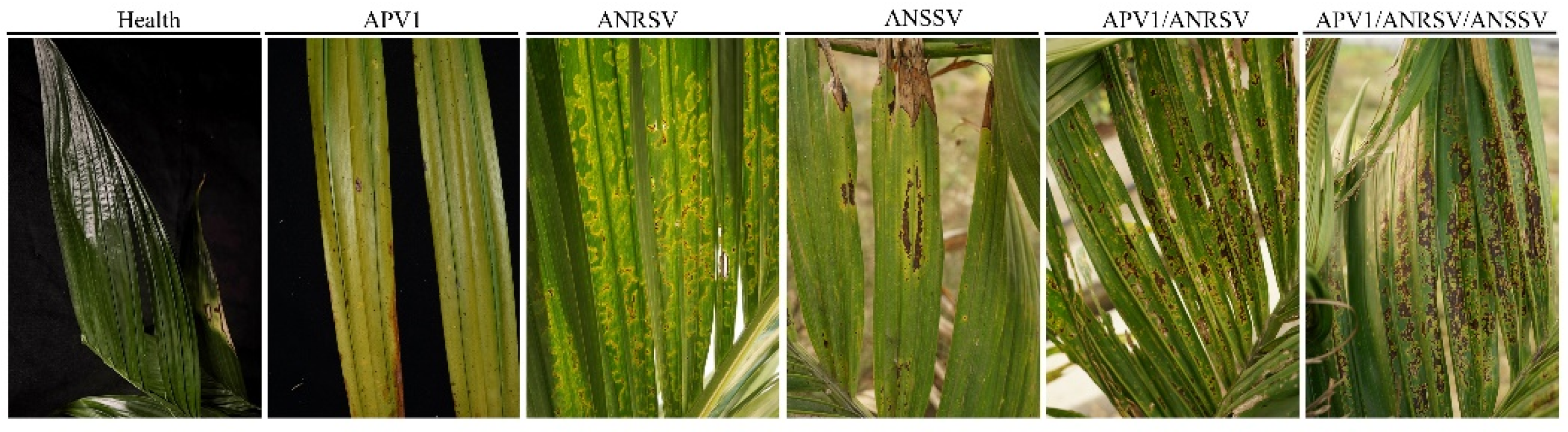 Plants 14 03683 g001