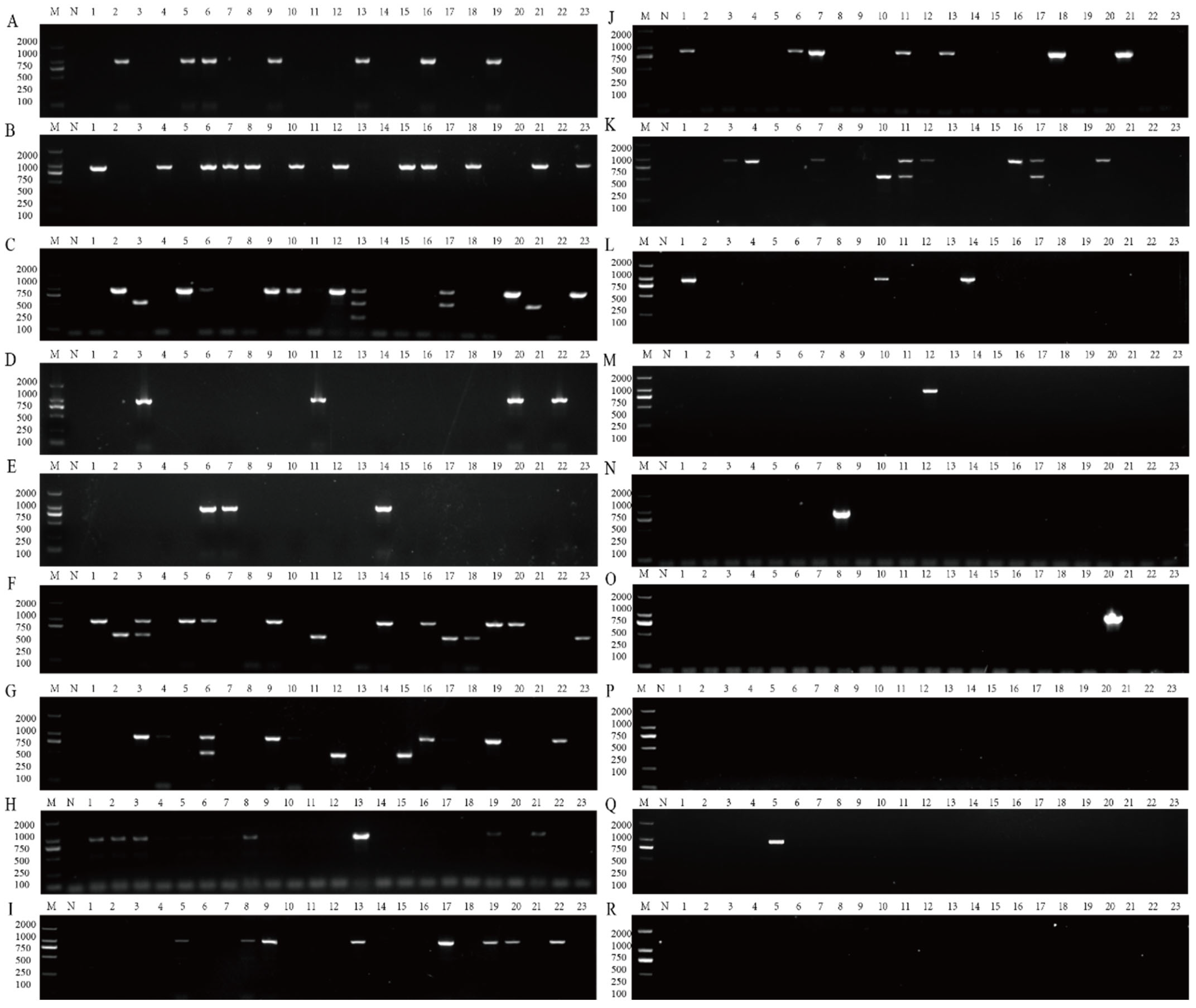 Plants 14 03683 g007