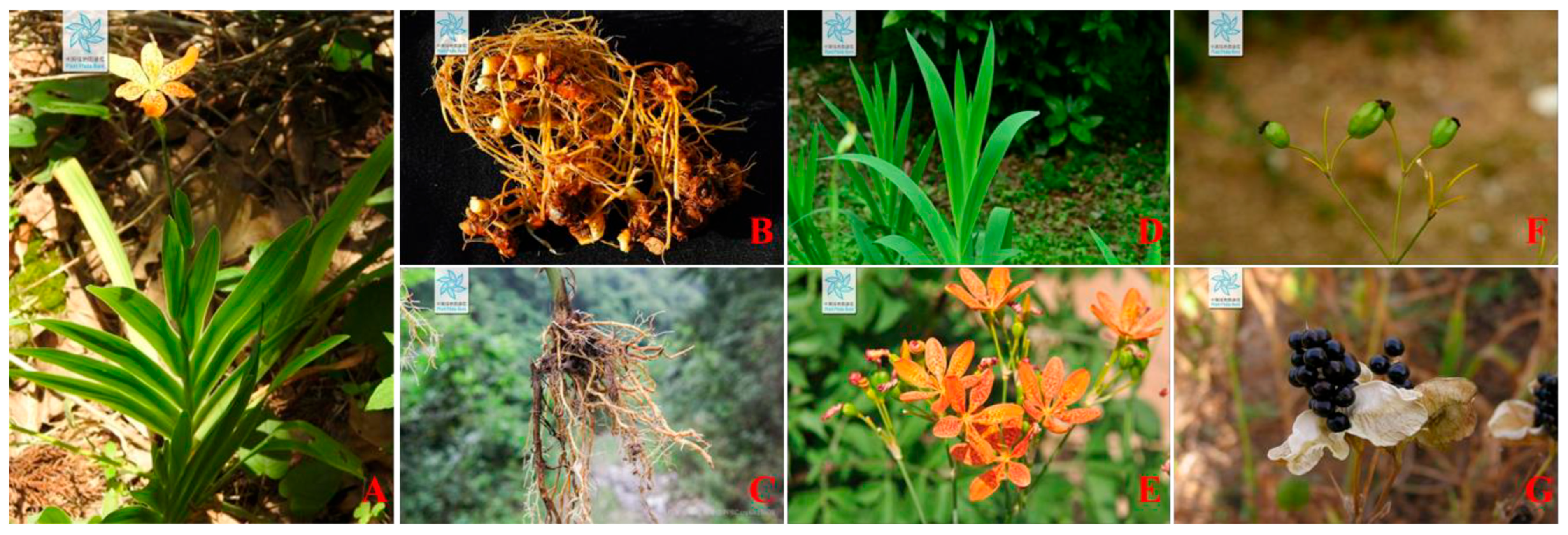 Traditional Uses, Phytochemistry, Pharmacology, and Toxicology of