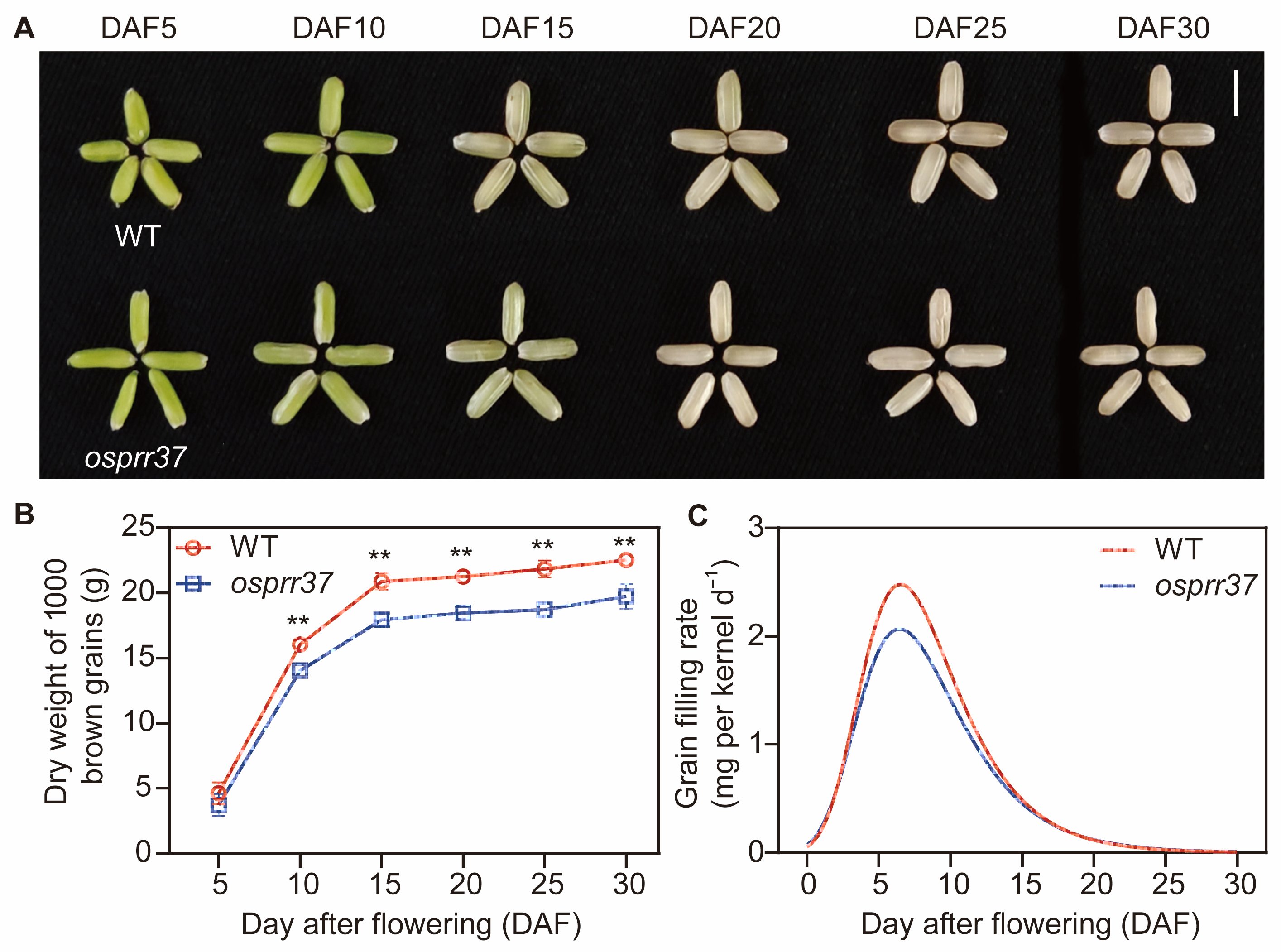 Plants 14 03690 g003 Plants 14 03690 g003