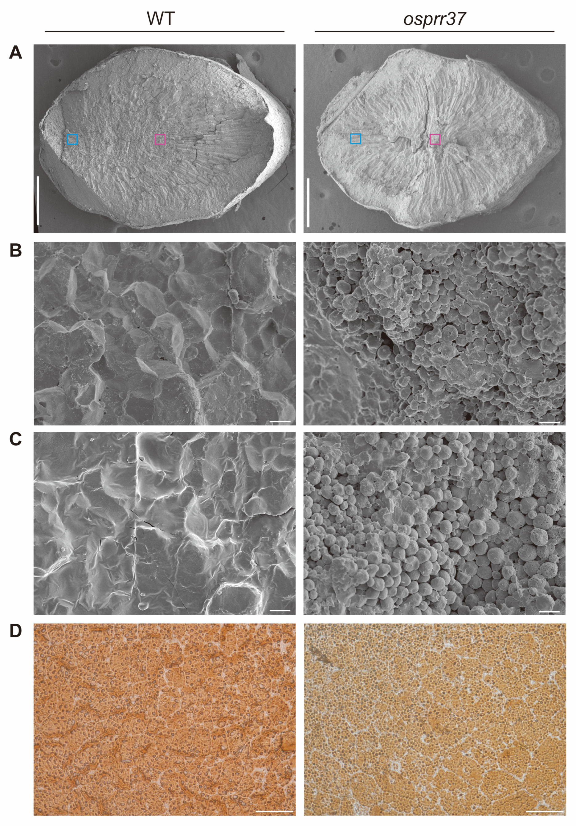 Plants 14 03690 g005 Plants 14 03690 g005