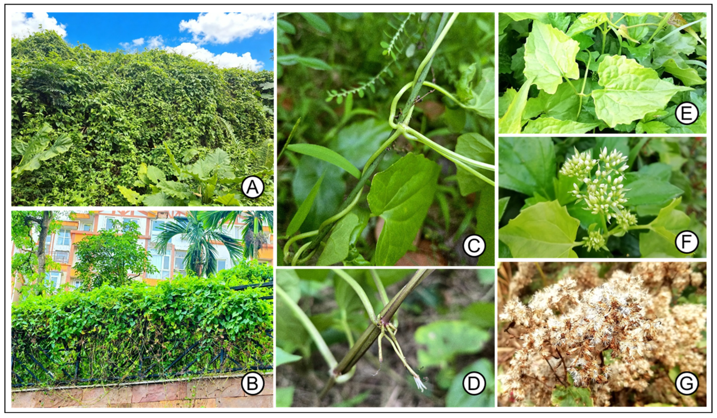 Plants 14 03694 g001