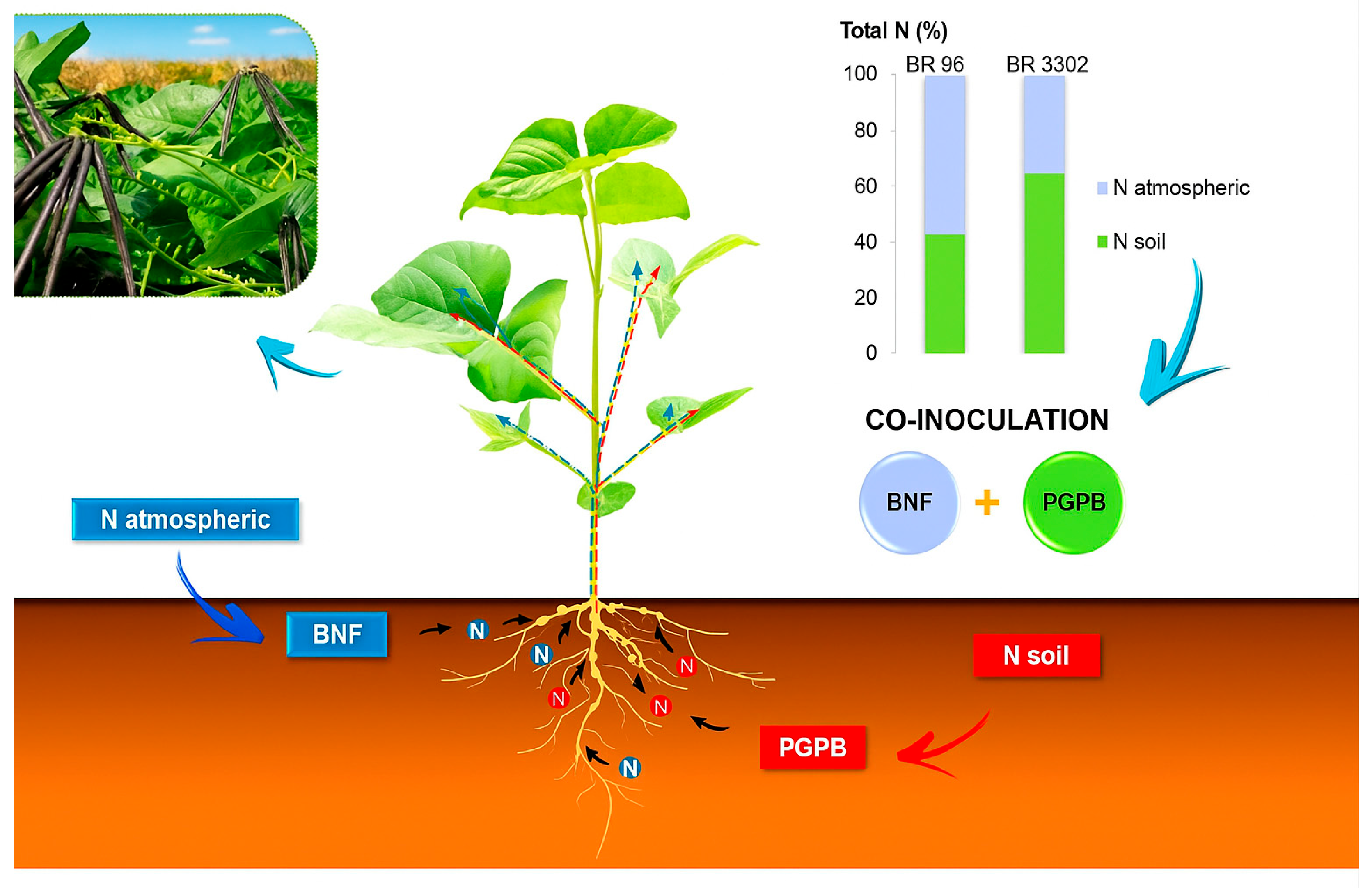 Plants 14 03695 g004