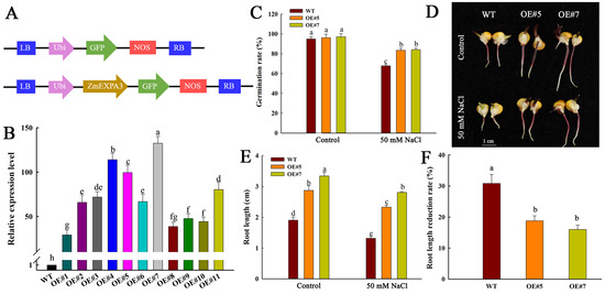 A Novel Breeding Target for Salt-Tolerant Maize: ZmEXPA3