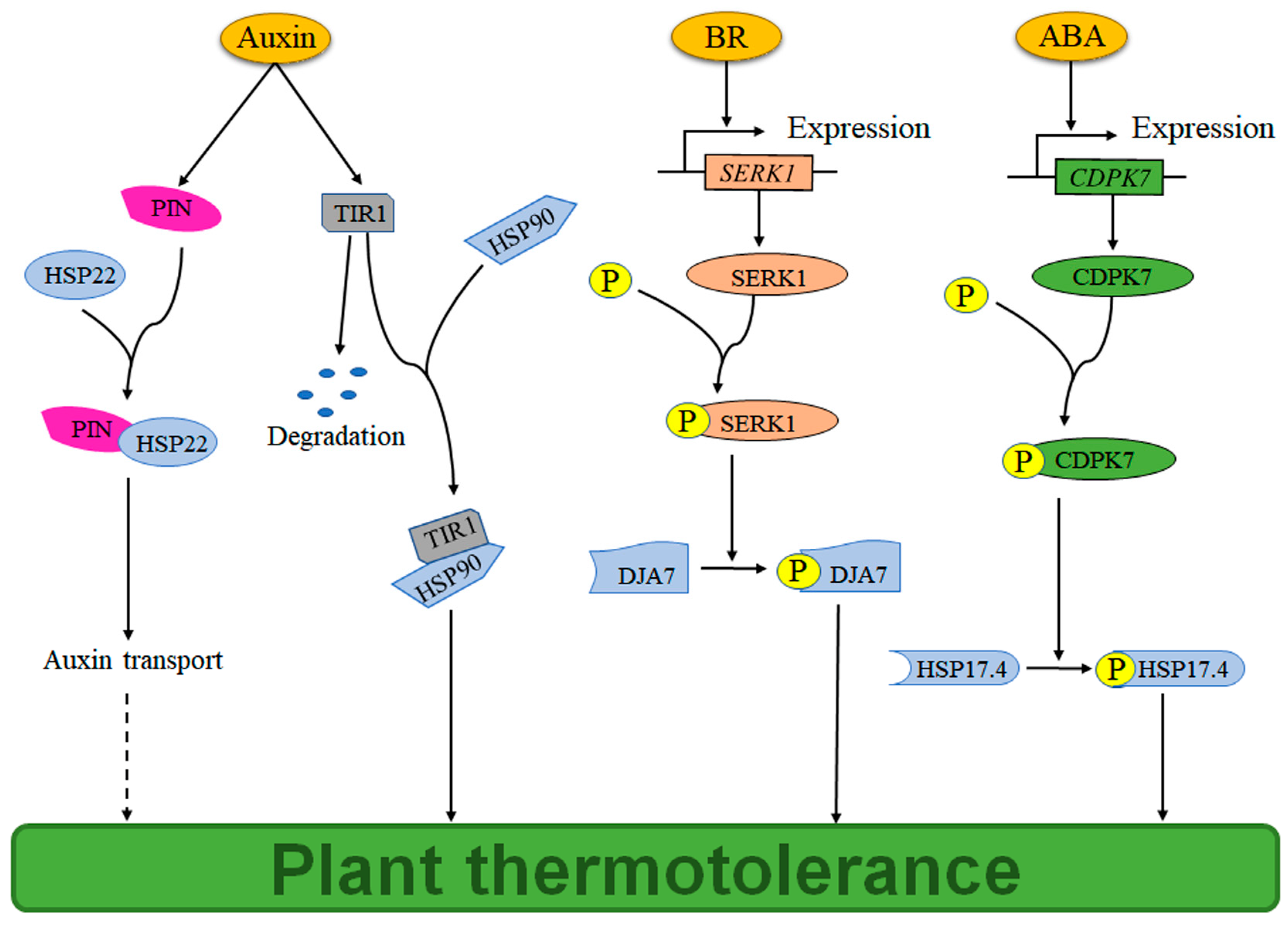 Plants 14 03706 g002 Plants 14 03706 g002