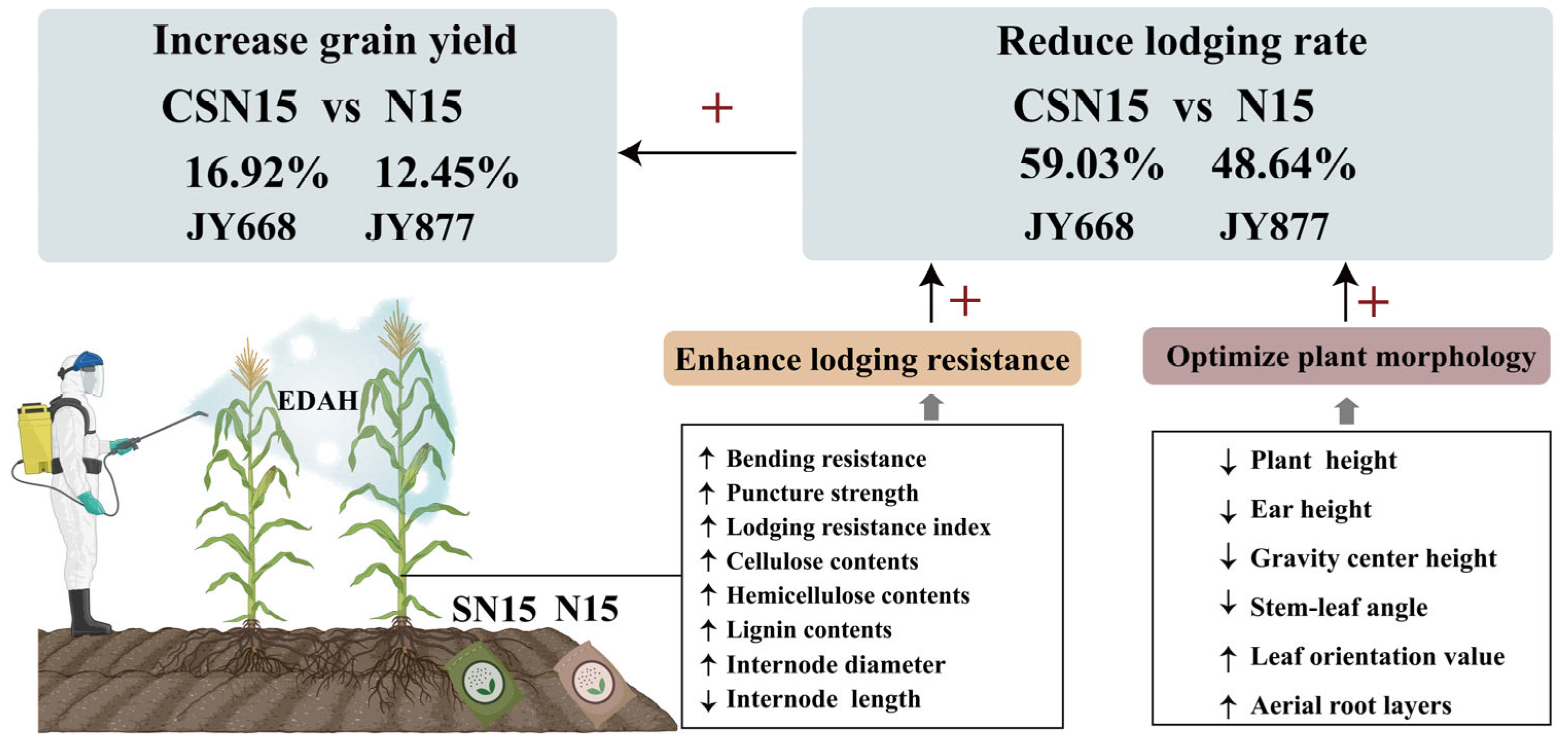 Plants 14 03707 g012 Plants 14 03707 g012