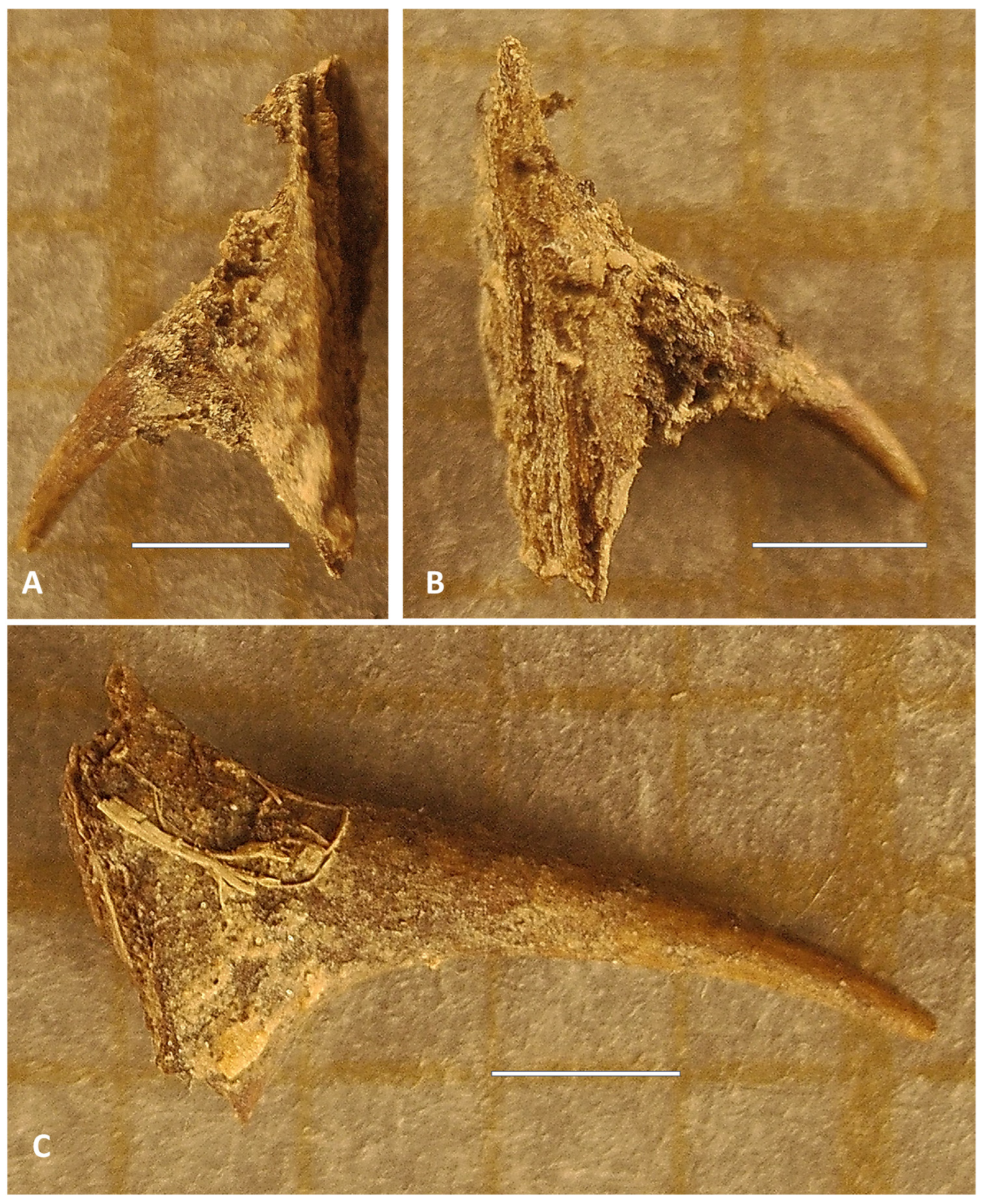 Plants 14 03709 g003