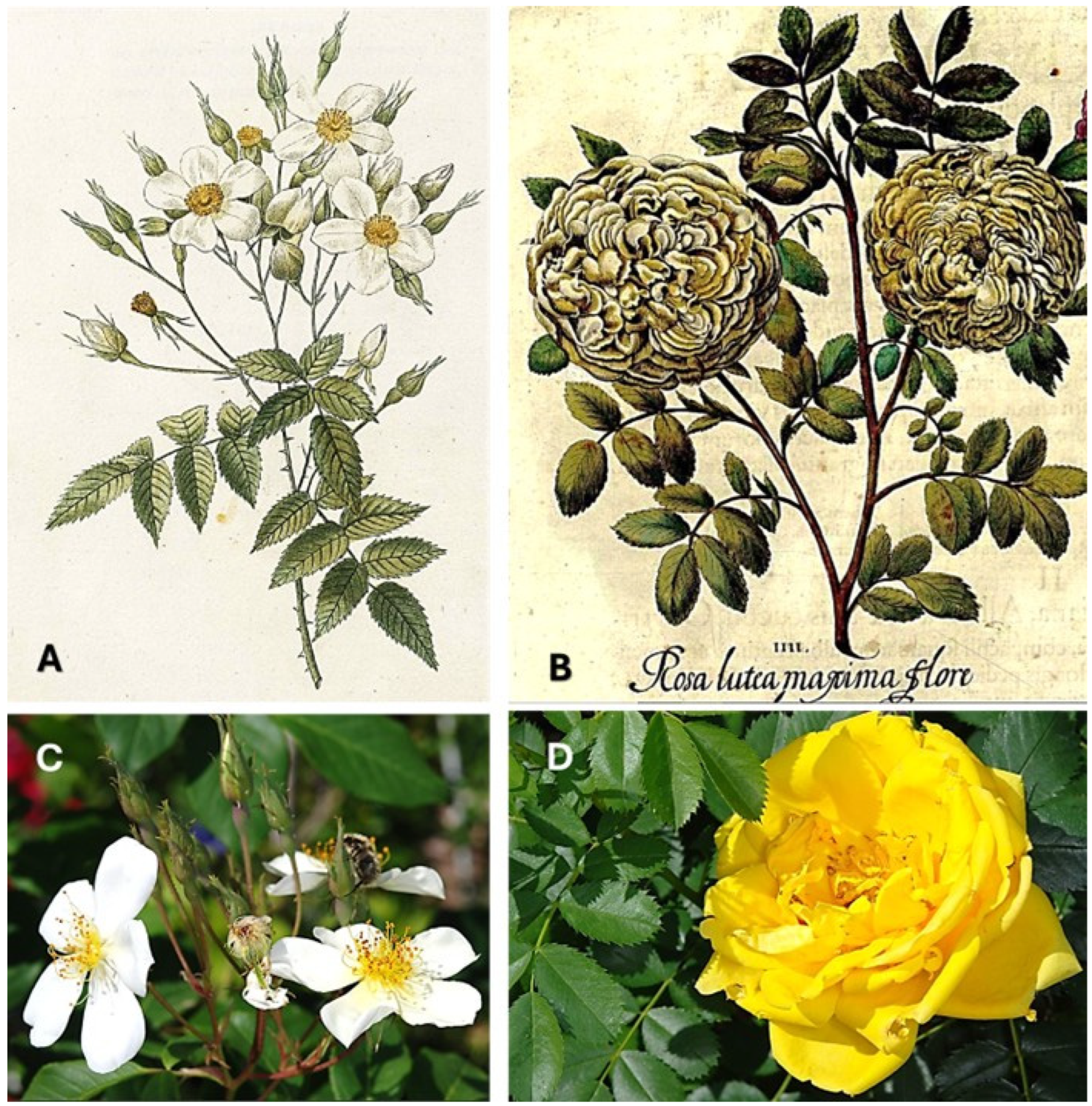 Plants 14 03709 g004