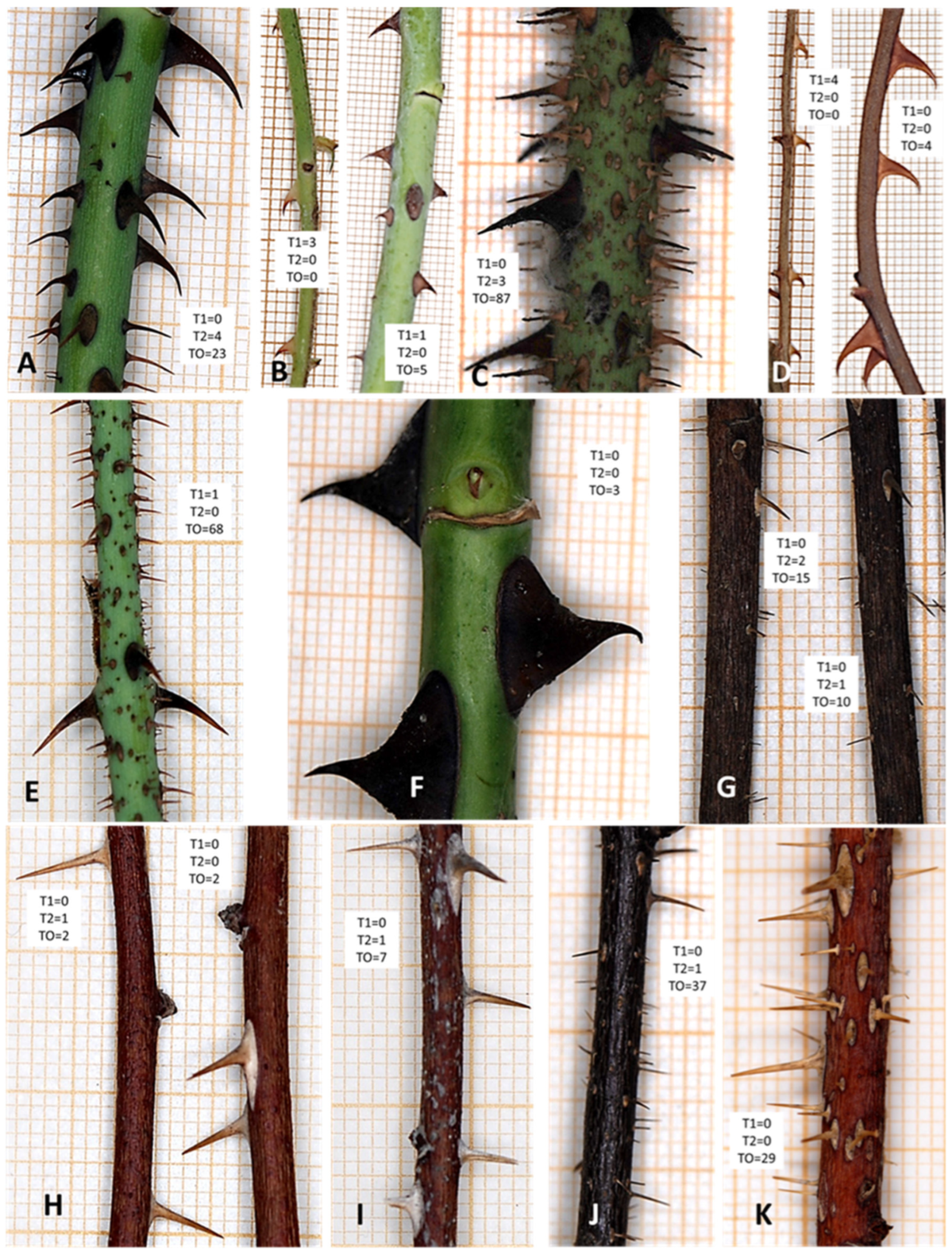 Plants 14 03709 g006