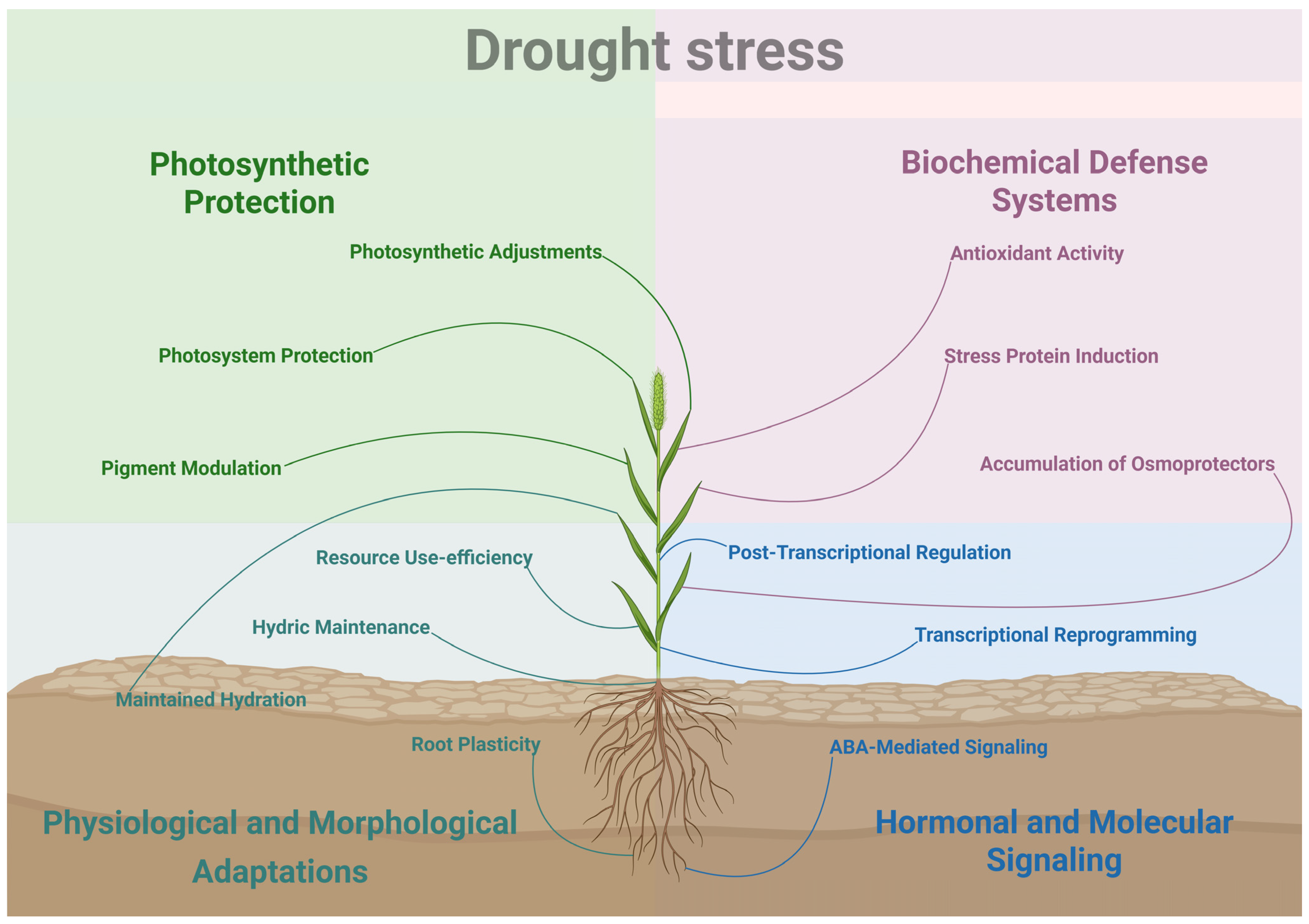 Plants 14 03710 g001
