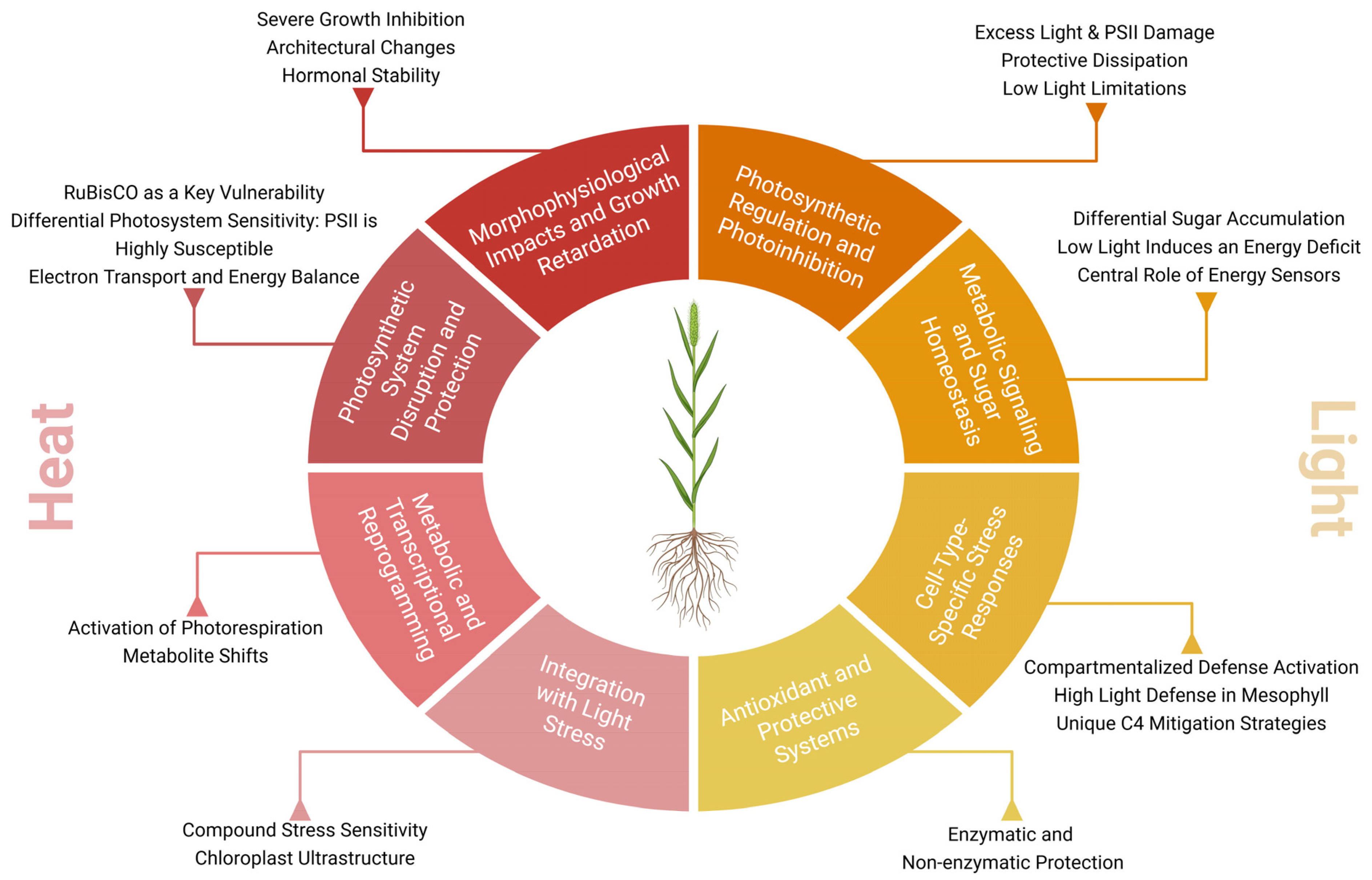 Plants 14 03710 g002