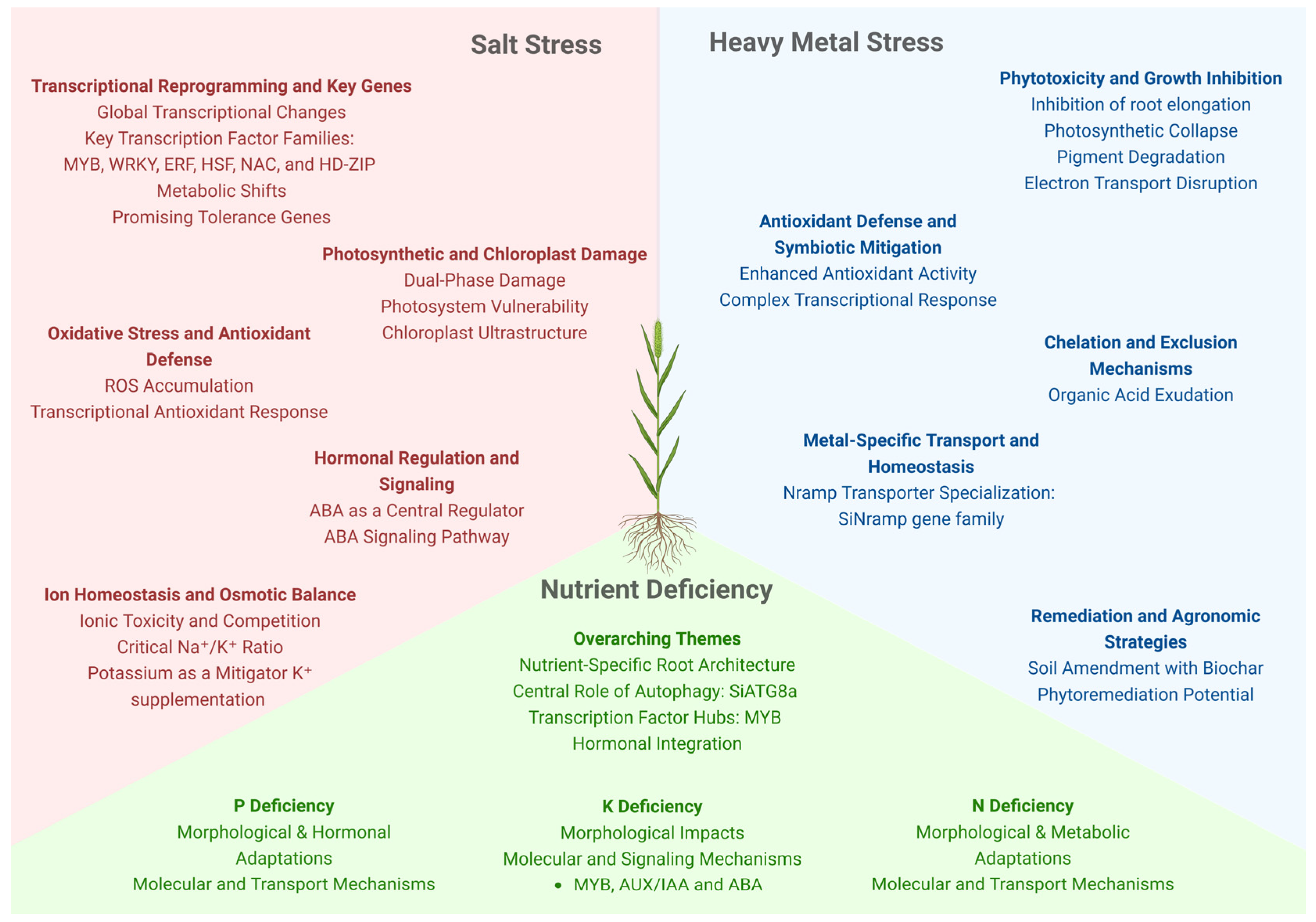 Plants 14 03710 g003