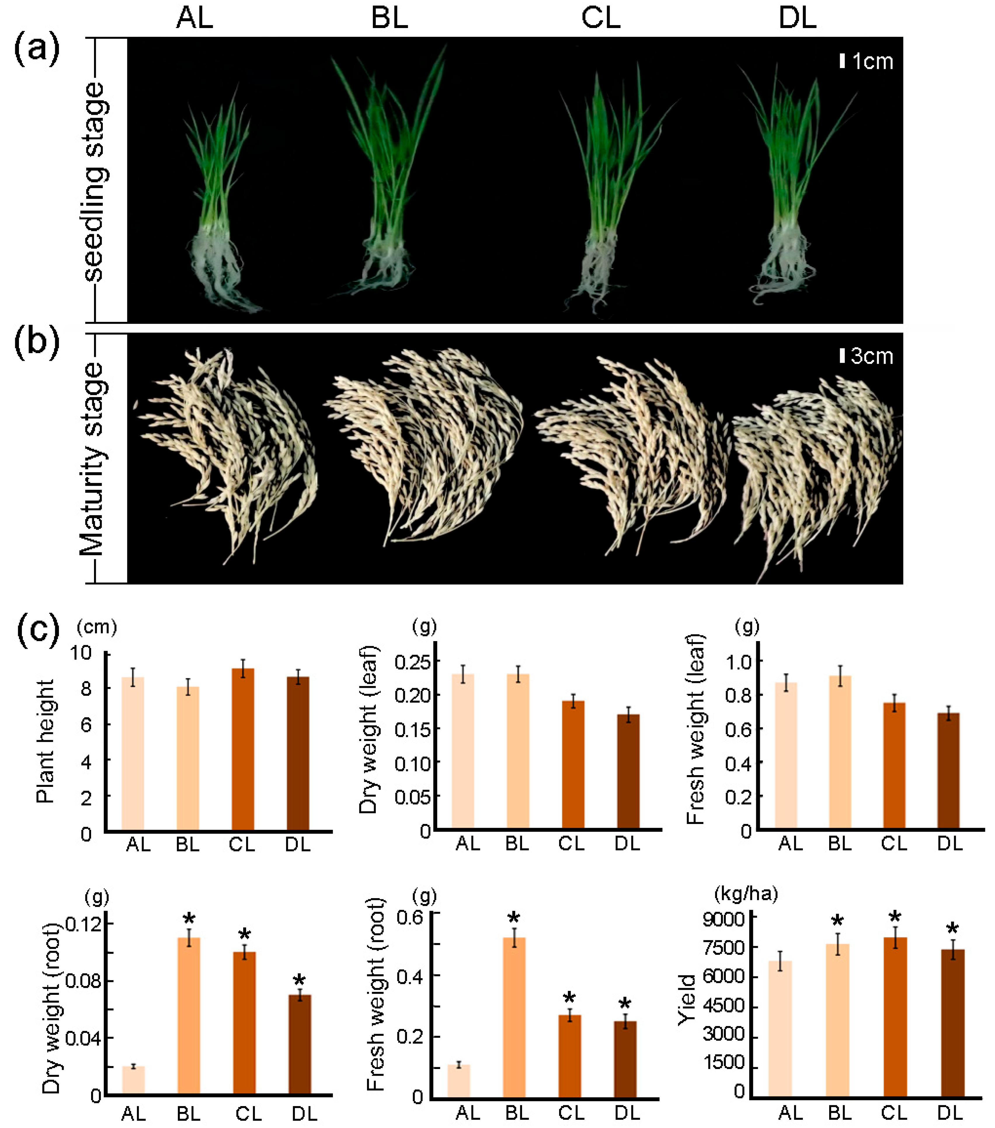 Plants 14 03712 g001