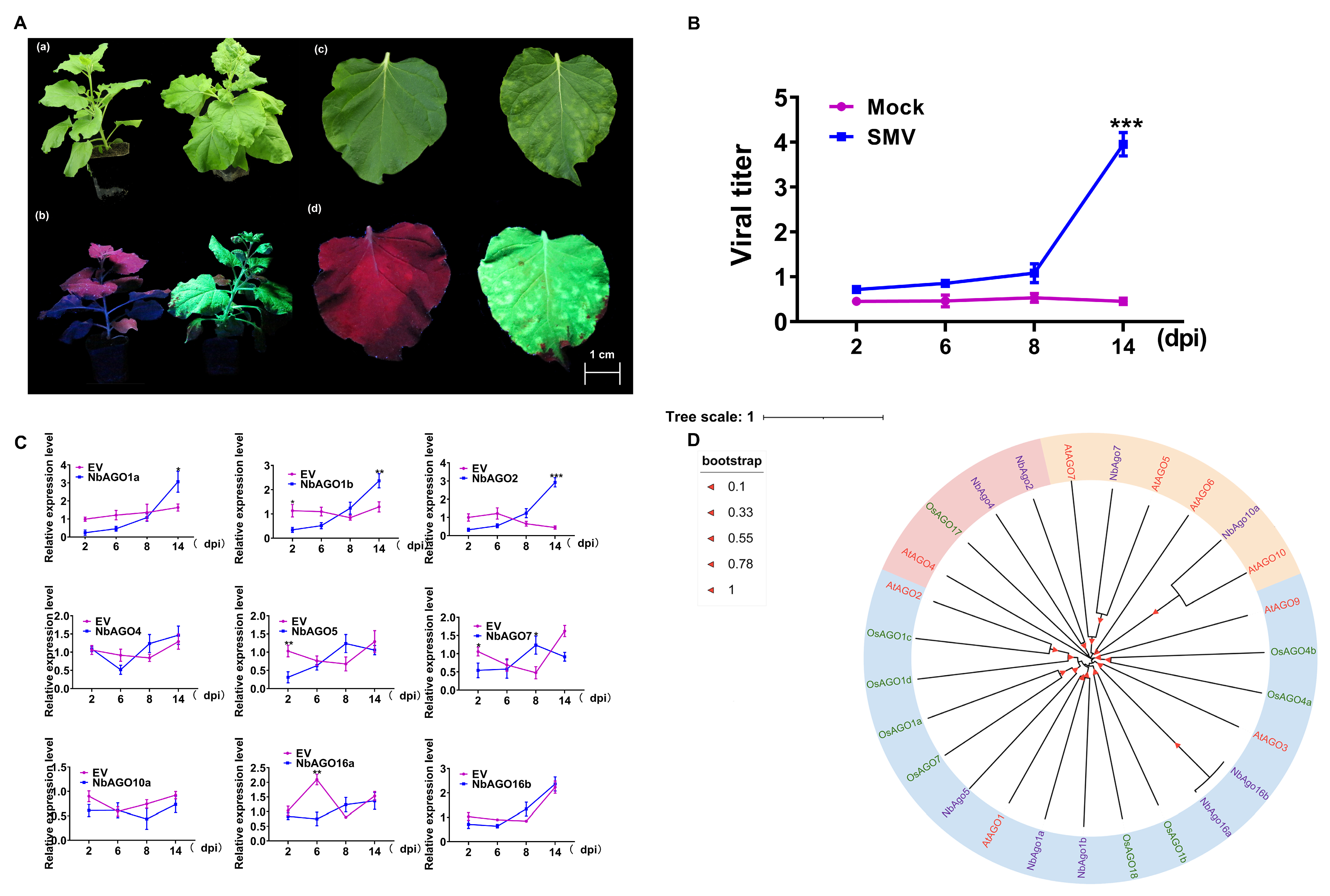 Plants 14 03724 g001 Plants 14 03724 g001