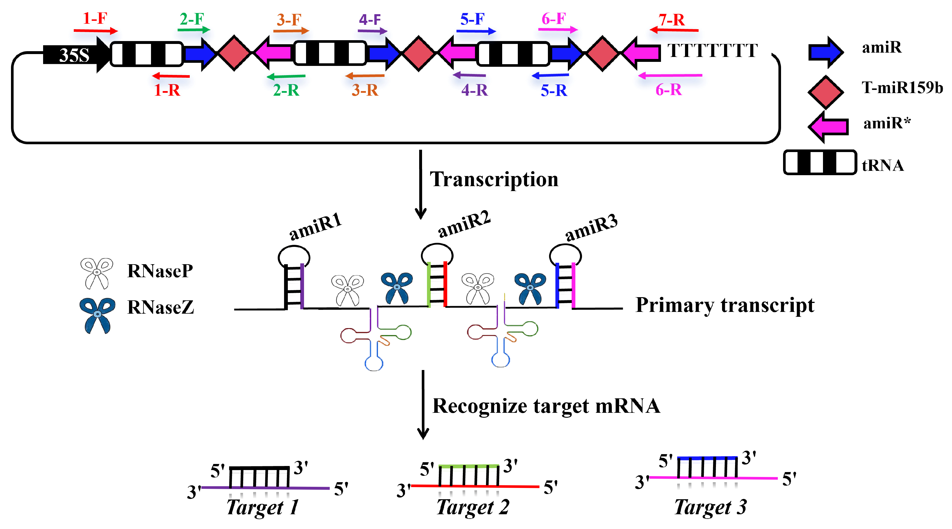 Plants 14 03724 g004 Plants 14 03724 g004