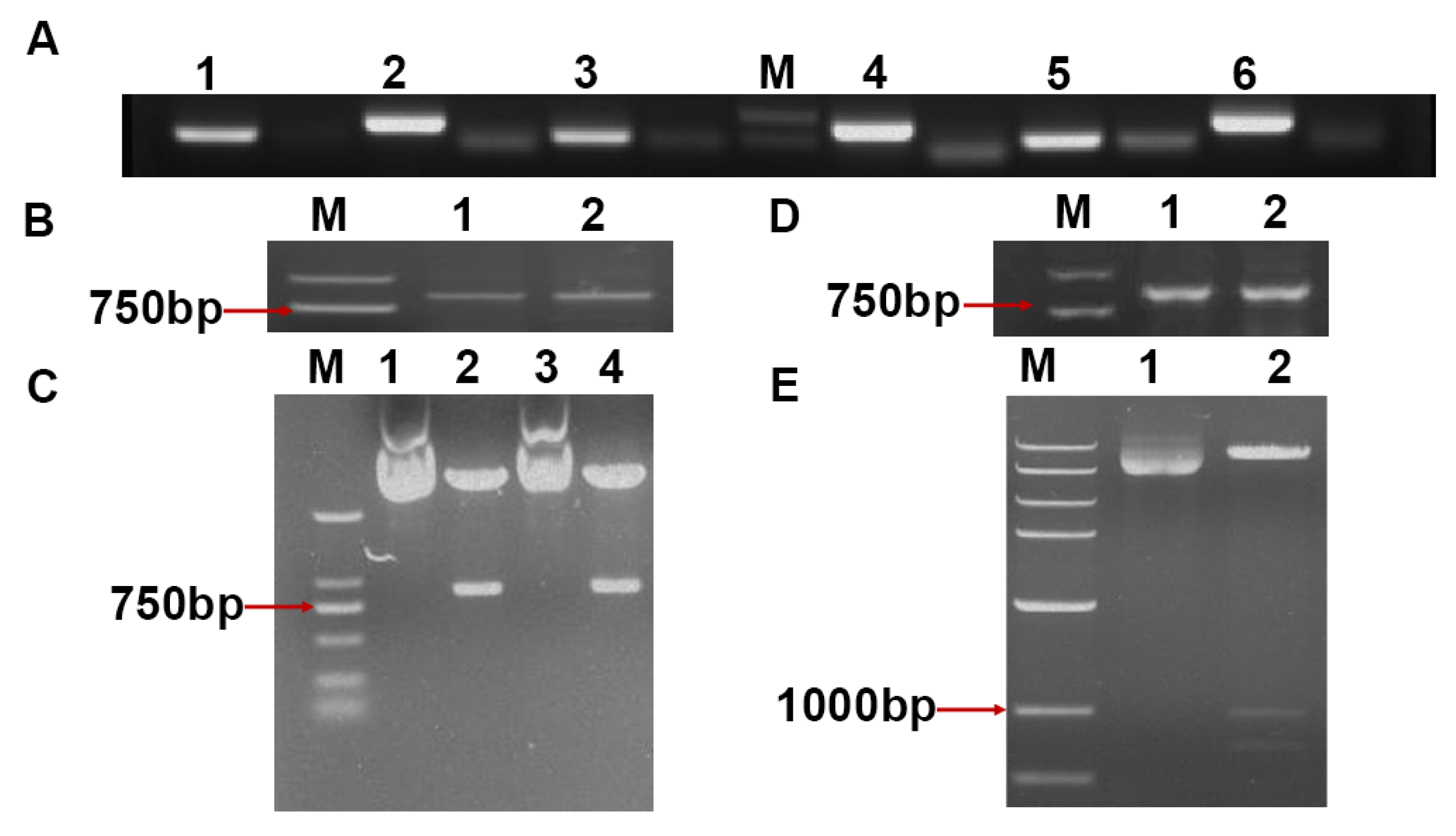 Plants 14 03724 g005 Plants 14 03724 g005
