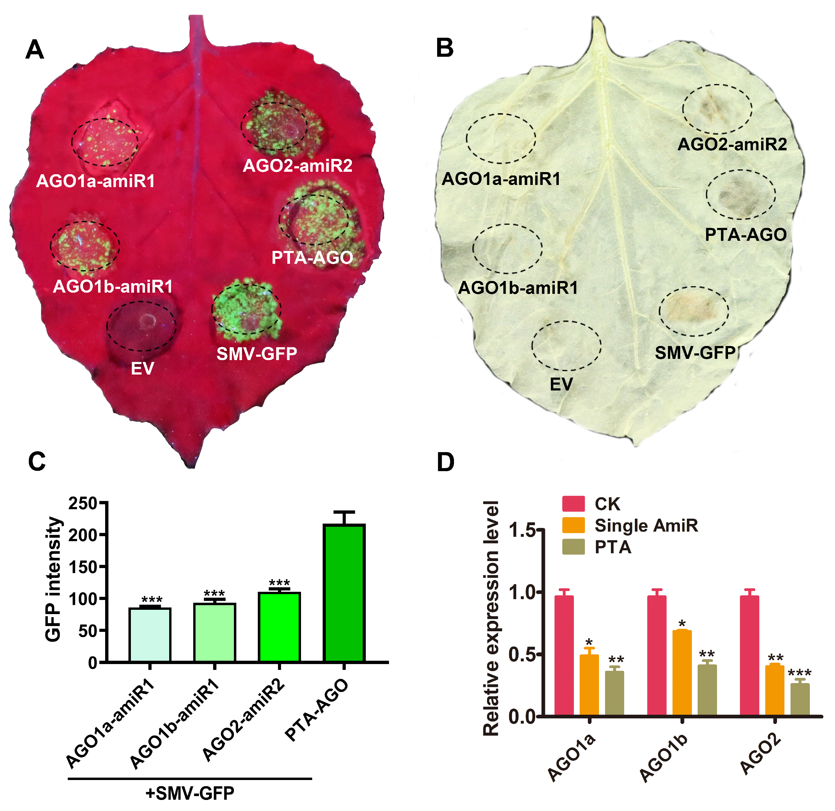 Plants 14 03724 g006 Plants 14 03724 g006