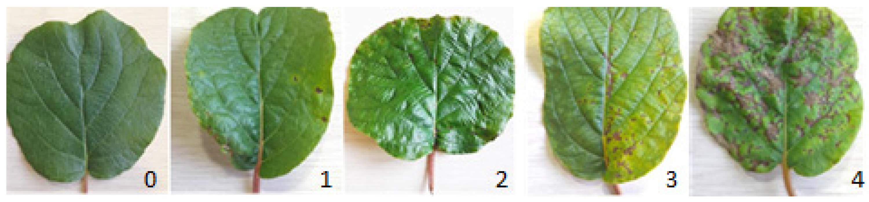 Plants 14 03726 g001 Plants 14 03726 g001