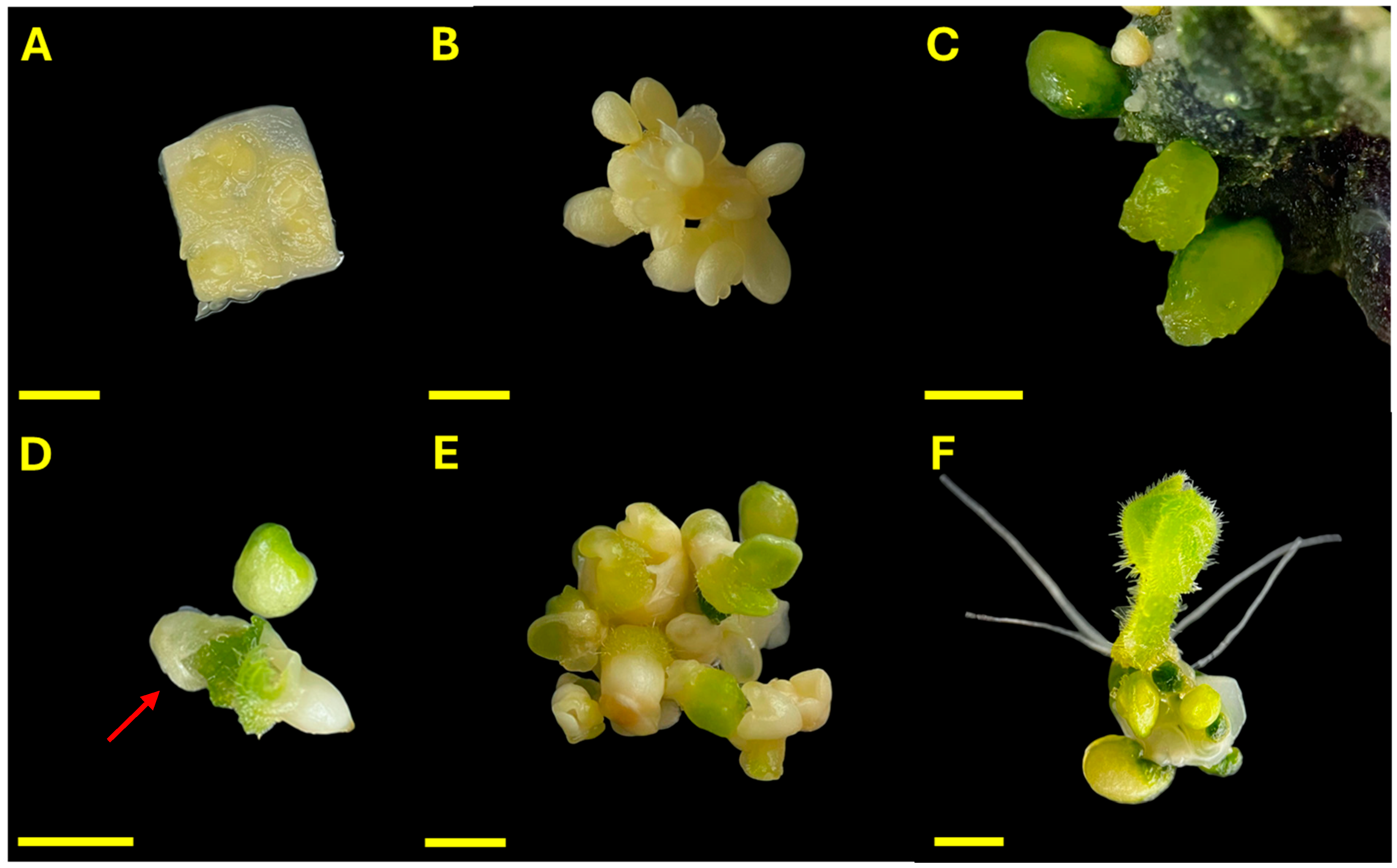 Plants 14 03733 g001 Plants 14 03733 g001