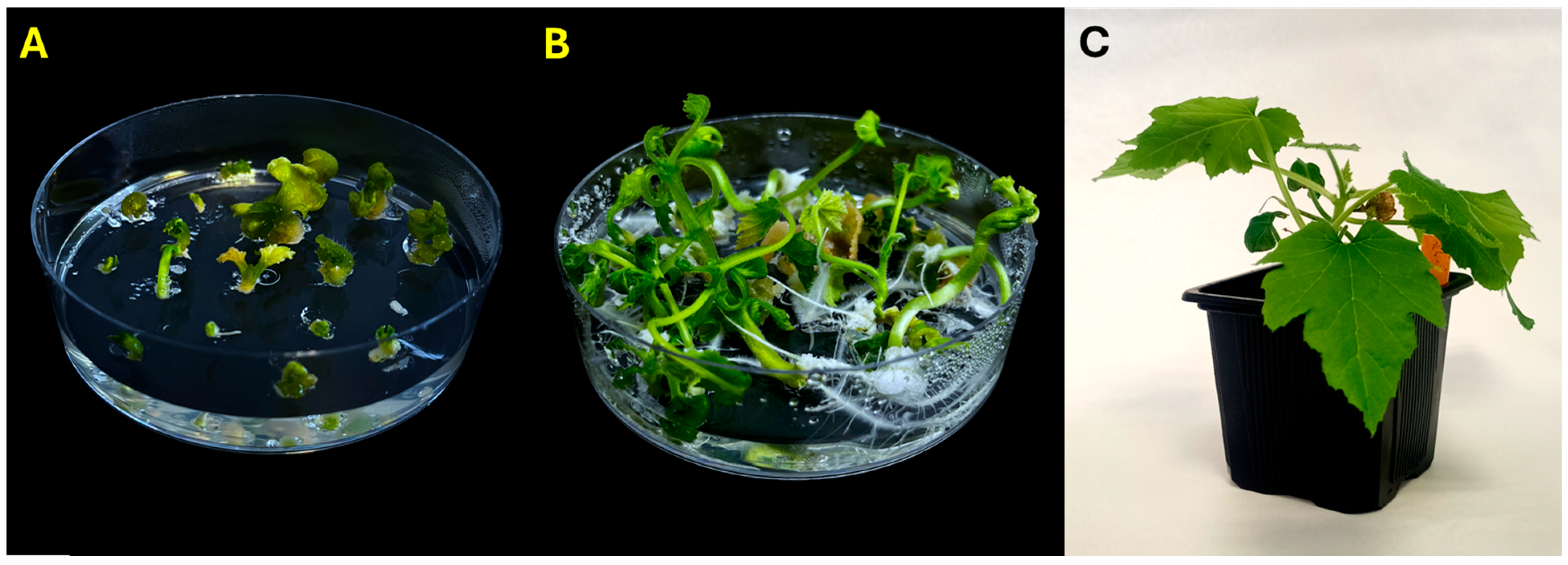 Plants 14 03733 g002 Plants 14 03733 g002