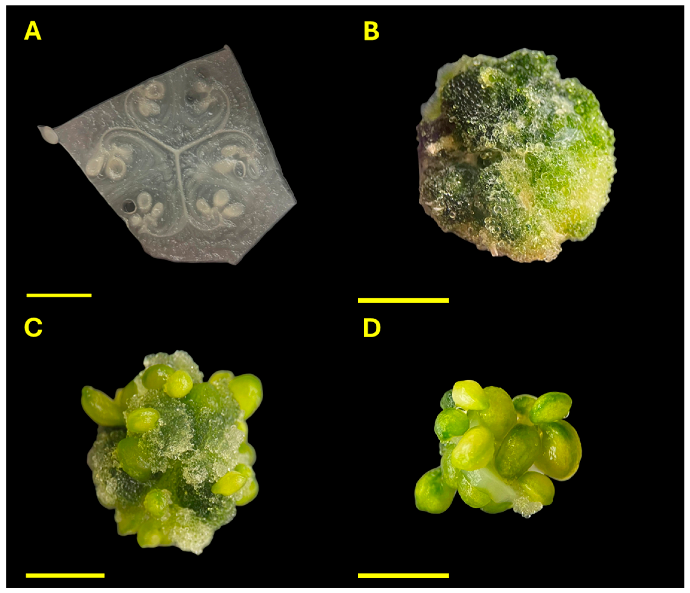 Plants 14 03733 g007 Plants 14 03733 g007