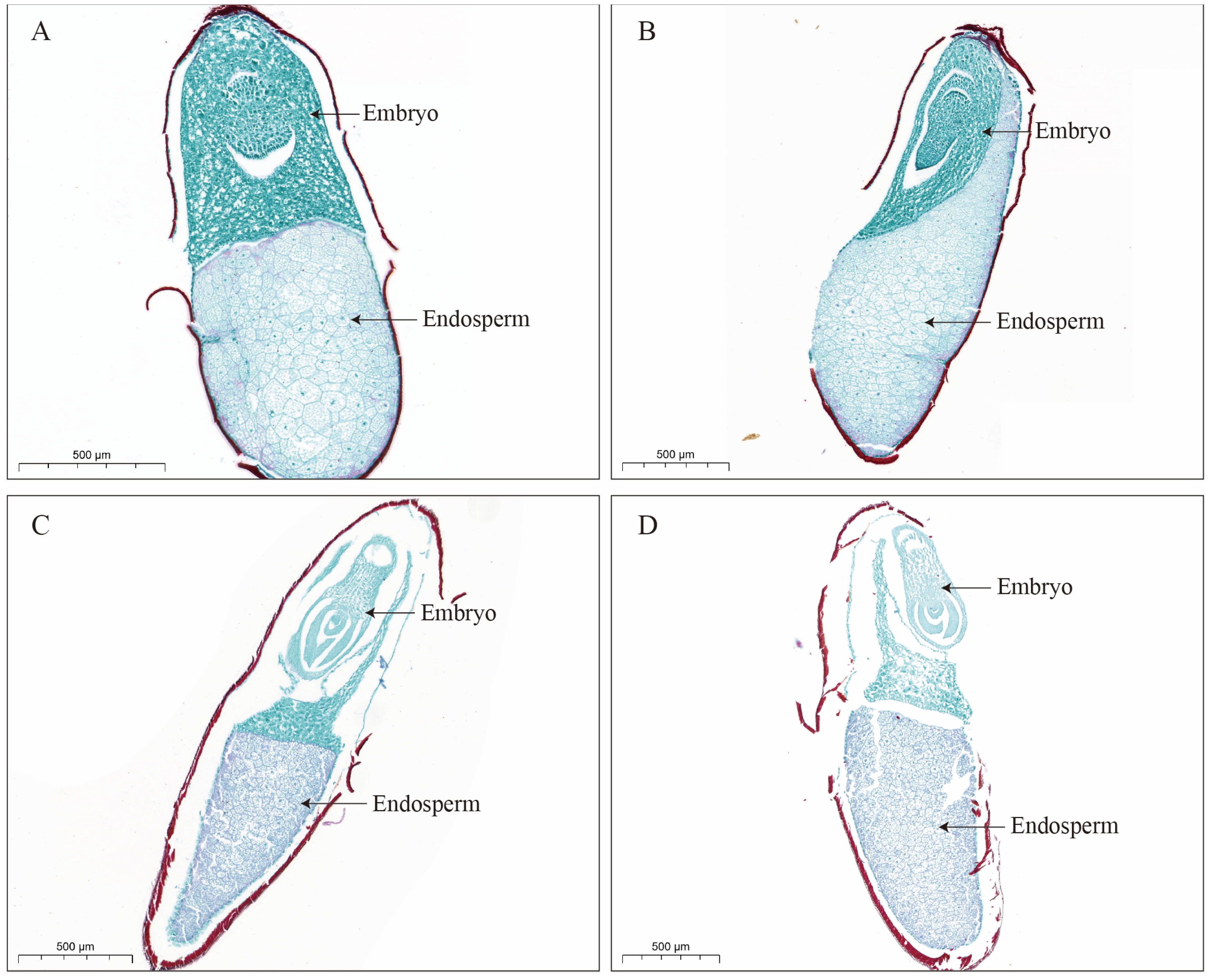 Plants 14 03738 g006