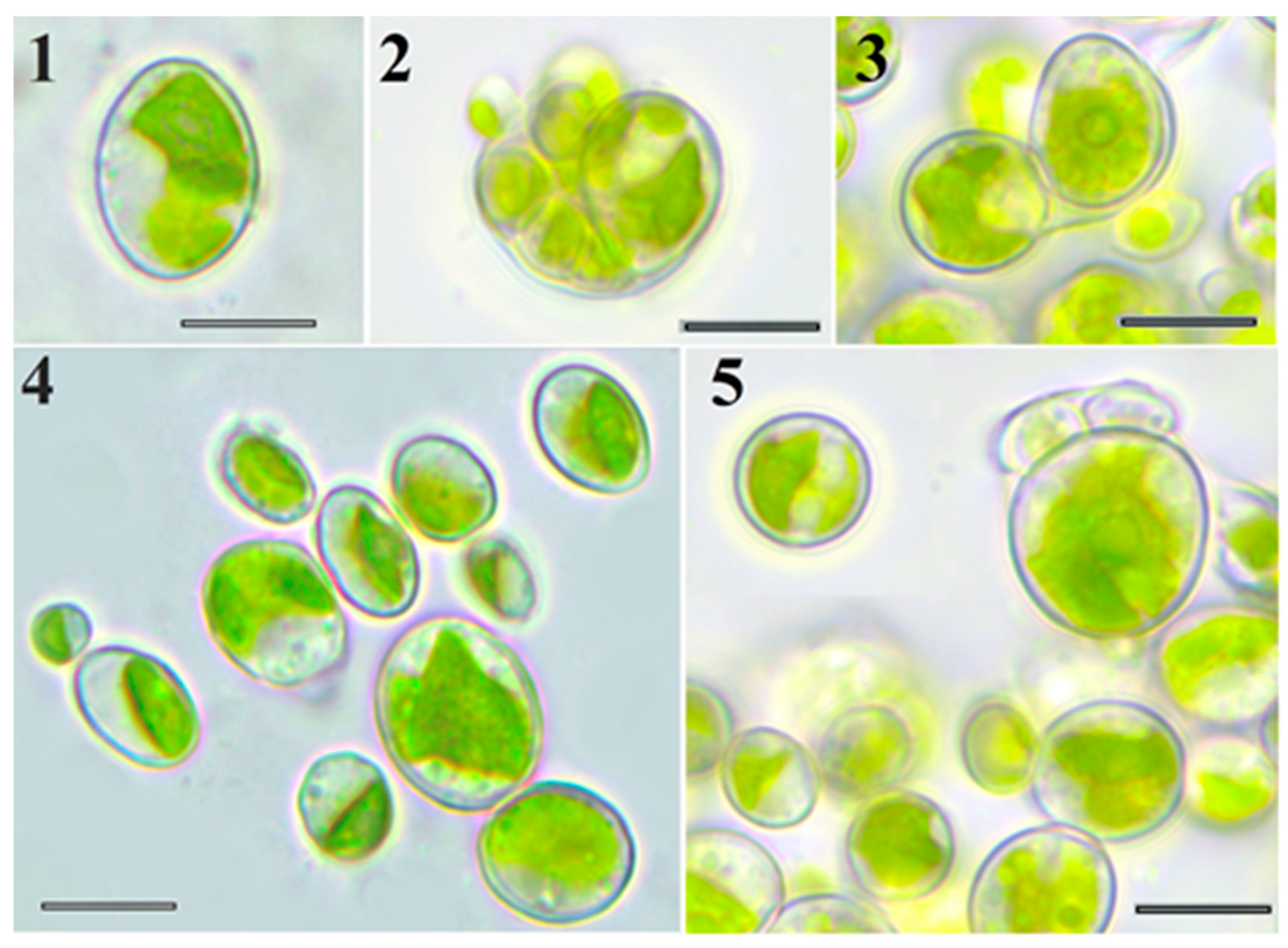 Plants 14 03739 g001