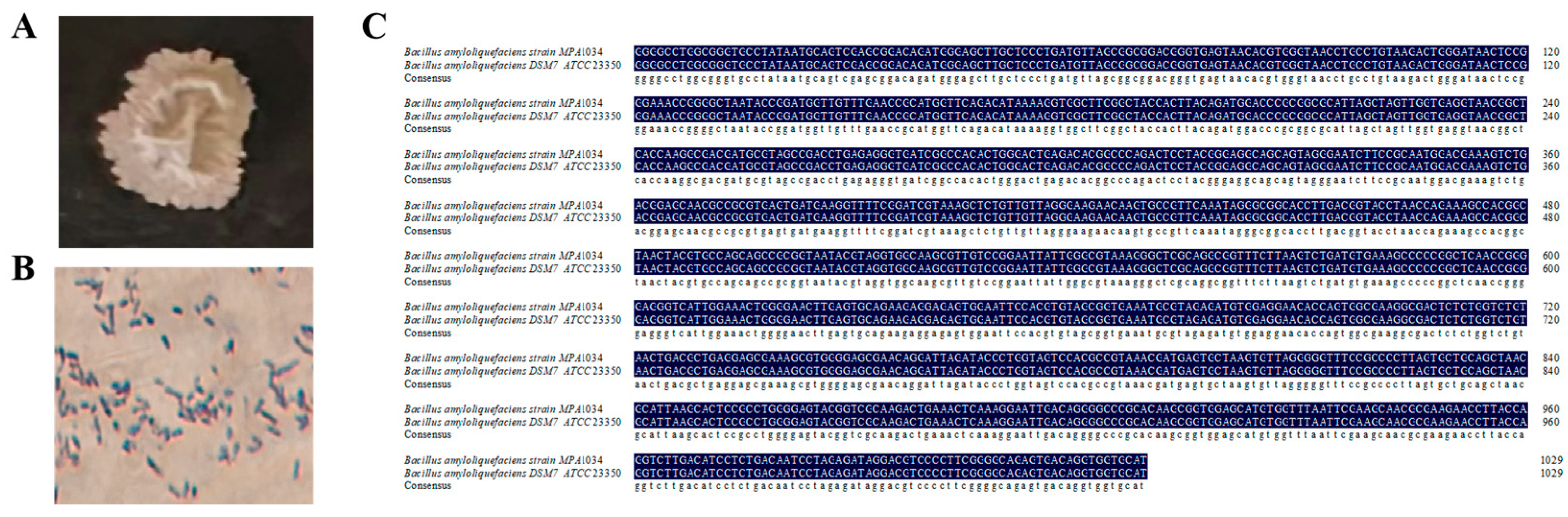 Plants 14 03742 g001 Plants 14 03742 g001