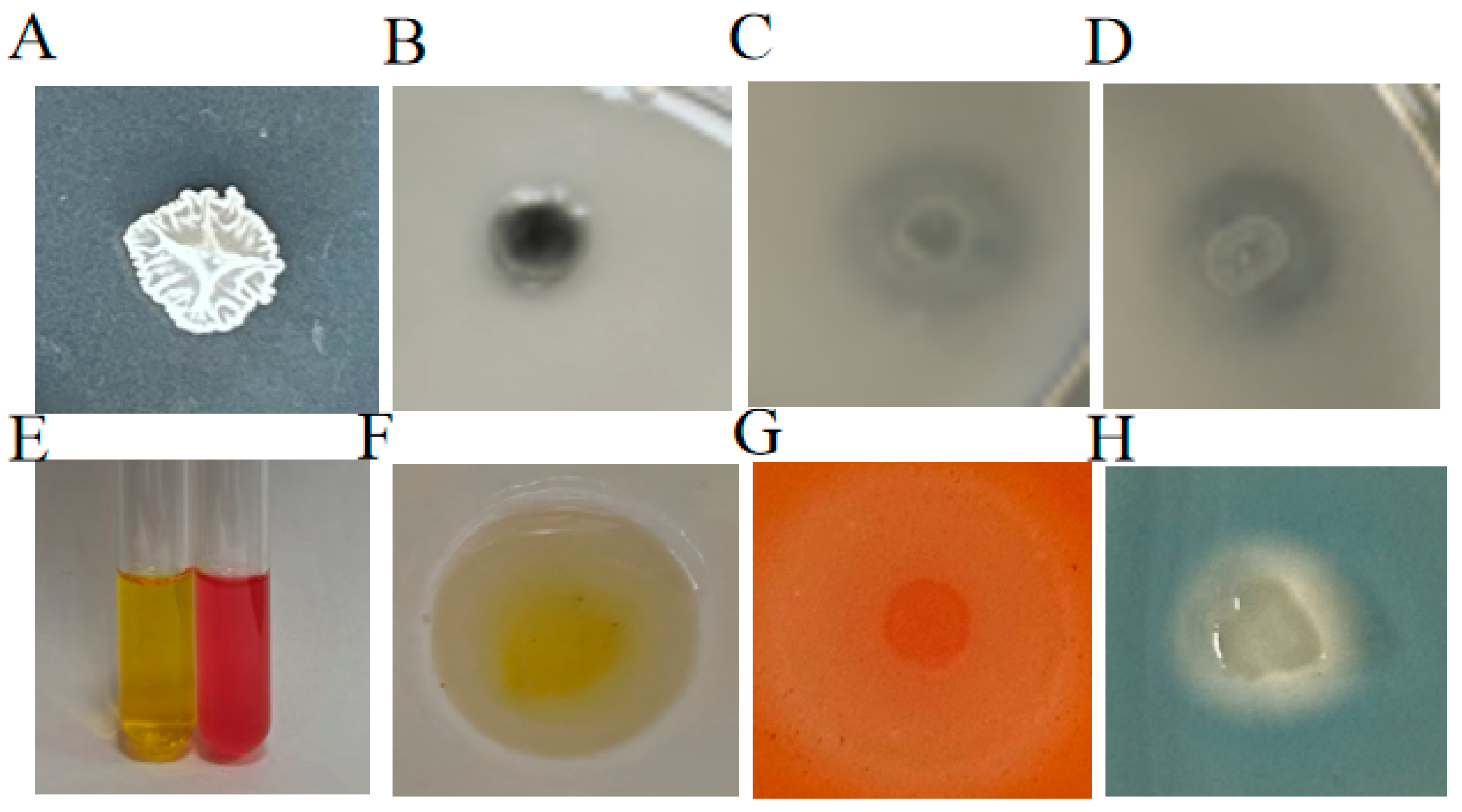 Plants 14 03742 g003 Plants 14 03742 g003