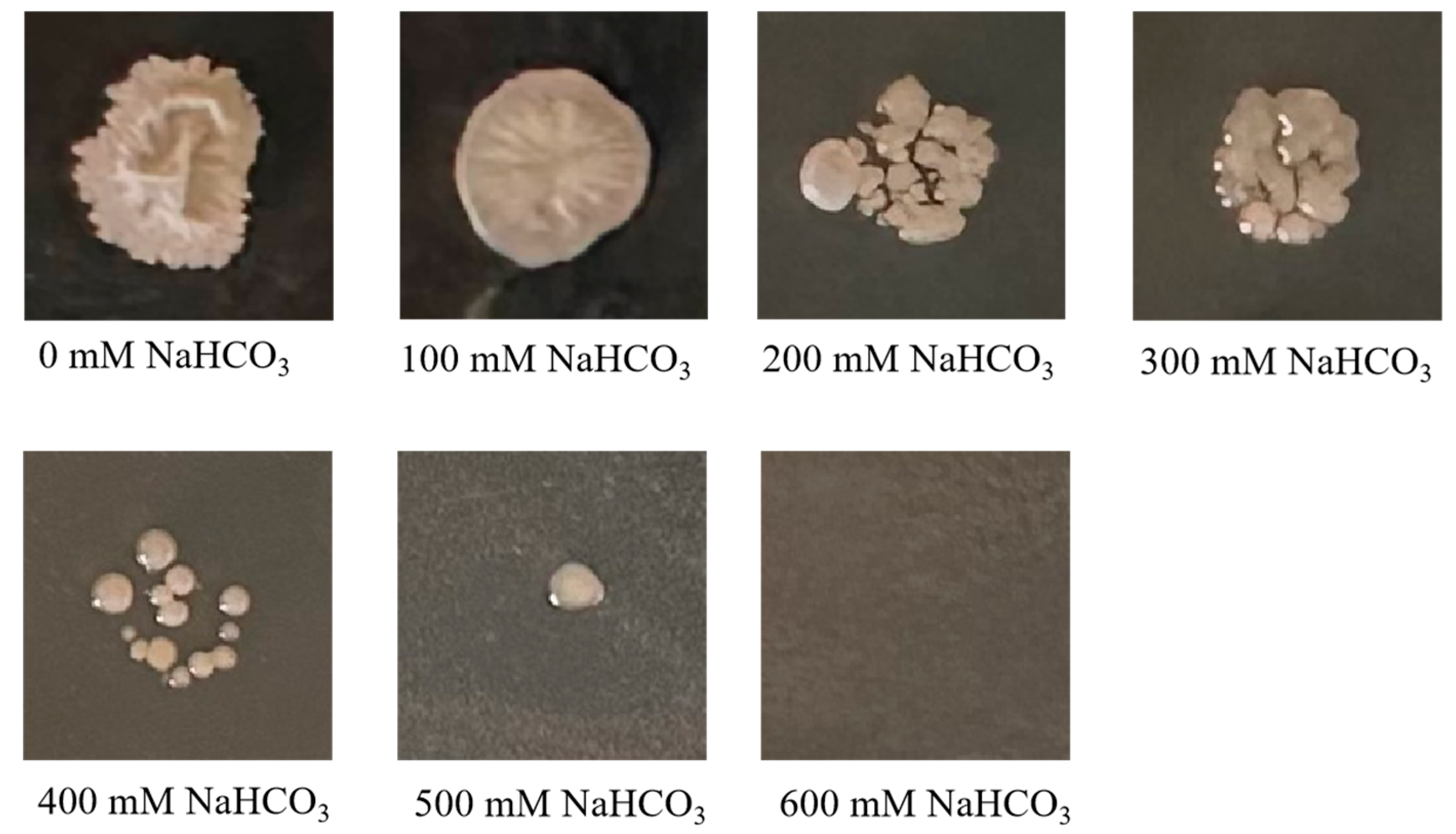 Plants 14 03742 g004 Plants 14 03742 g004