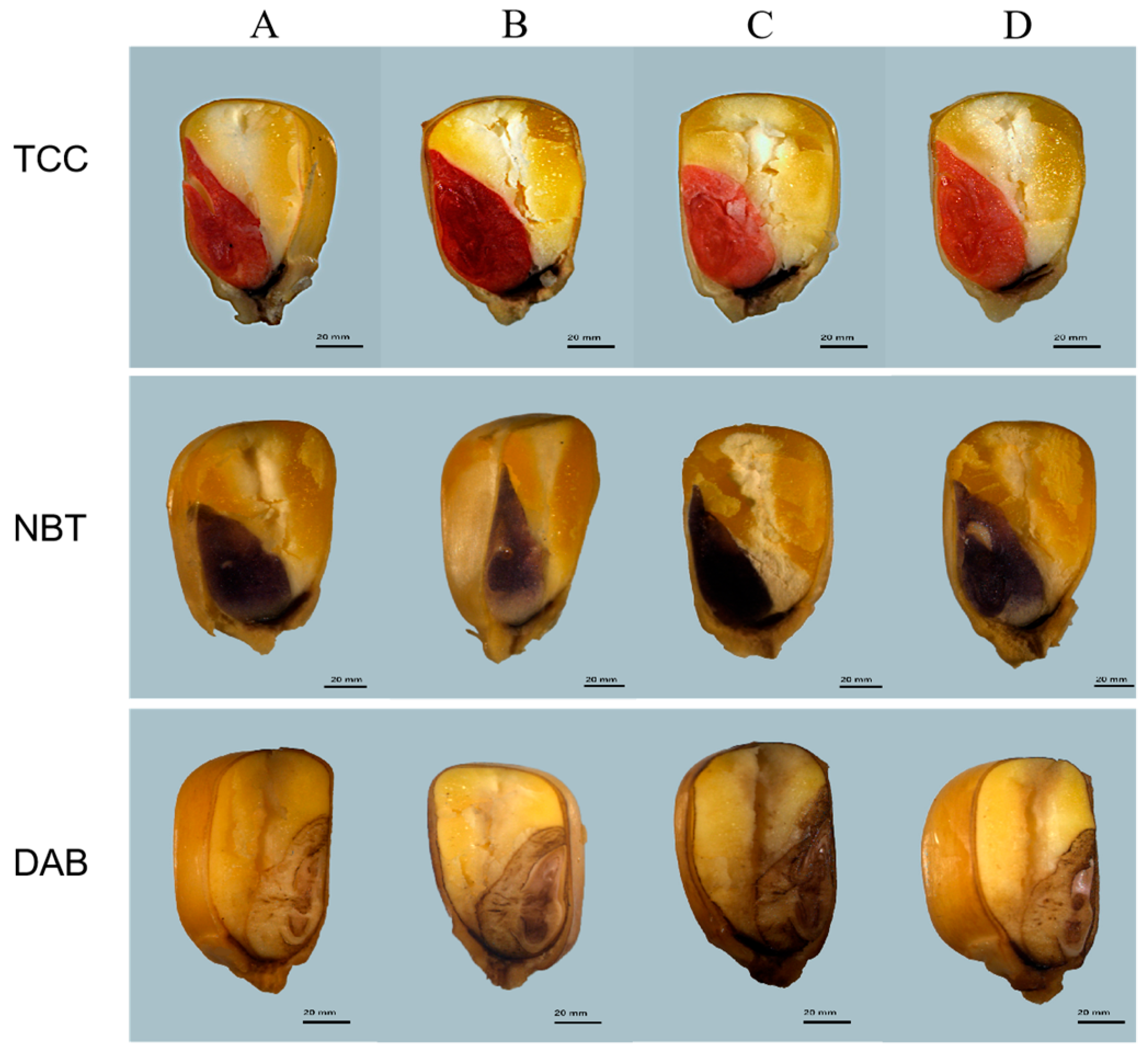 Plants 14 03742 g007 Plants 14 03742 g007