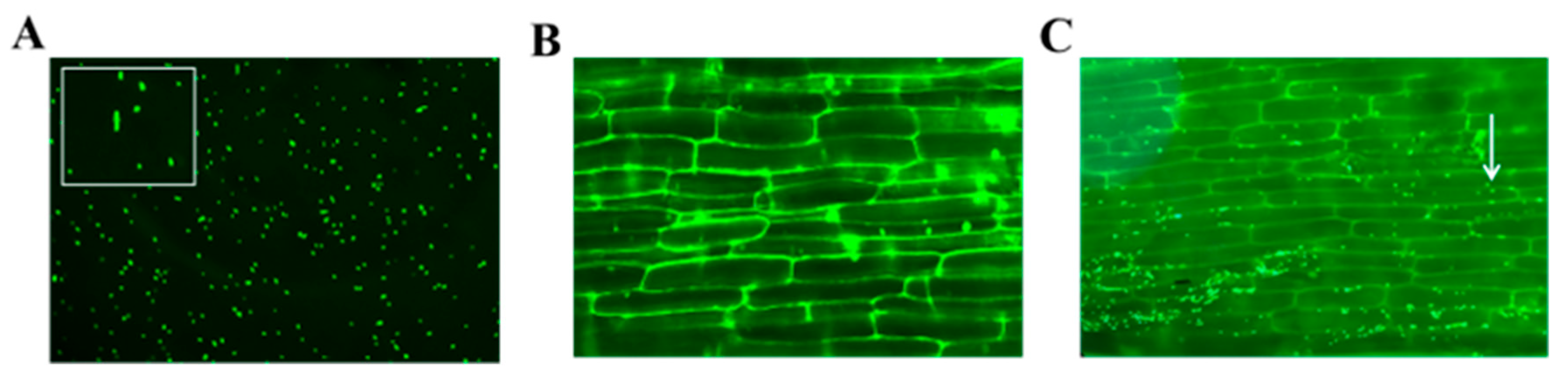 Plants 14 03742 g008 Plants 14 03742 g008