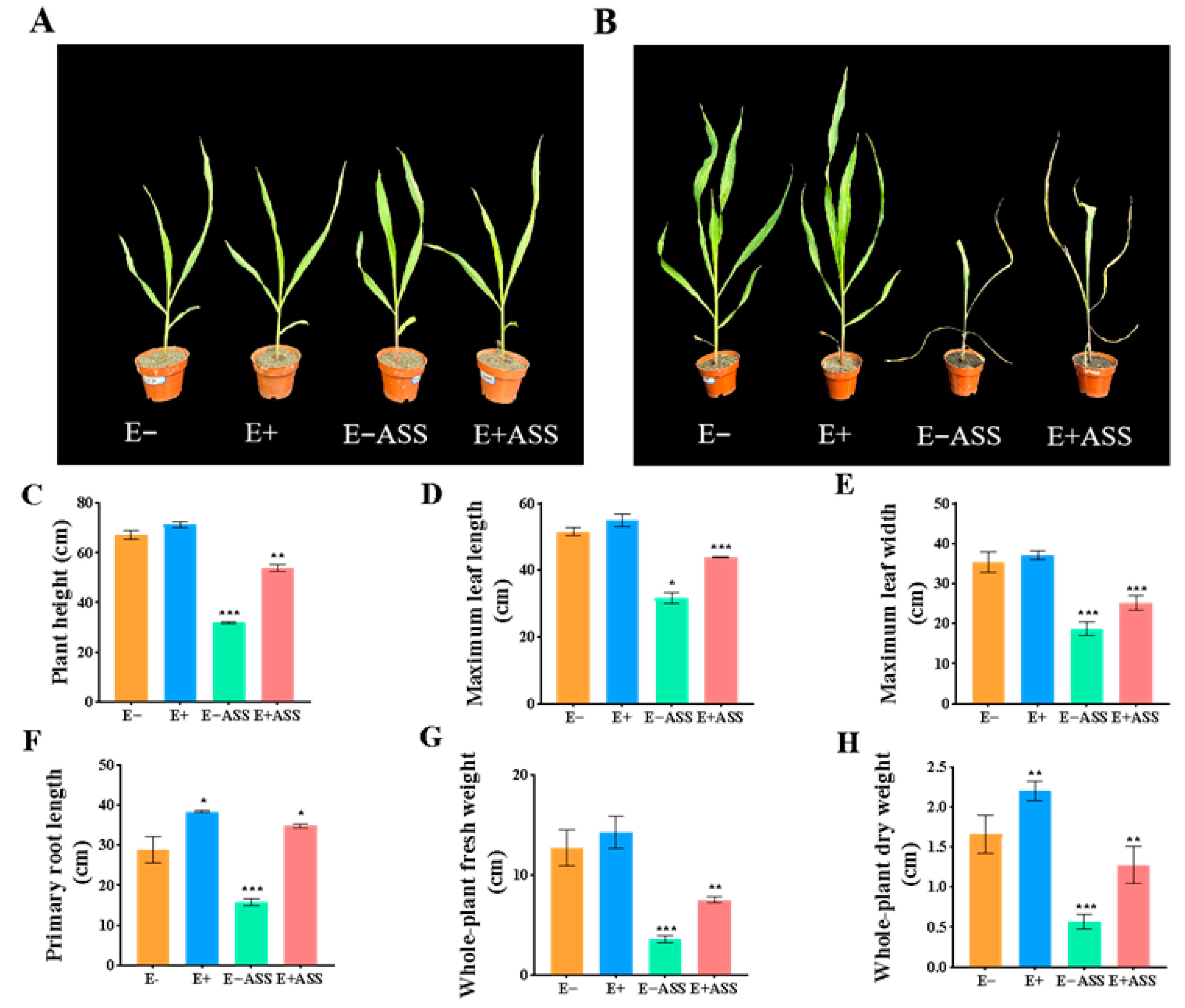Plants 14 03742 g009 Plants 14 03742 g009