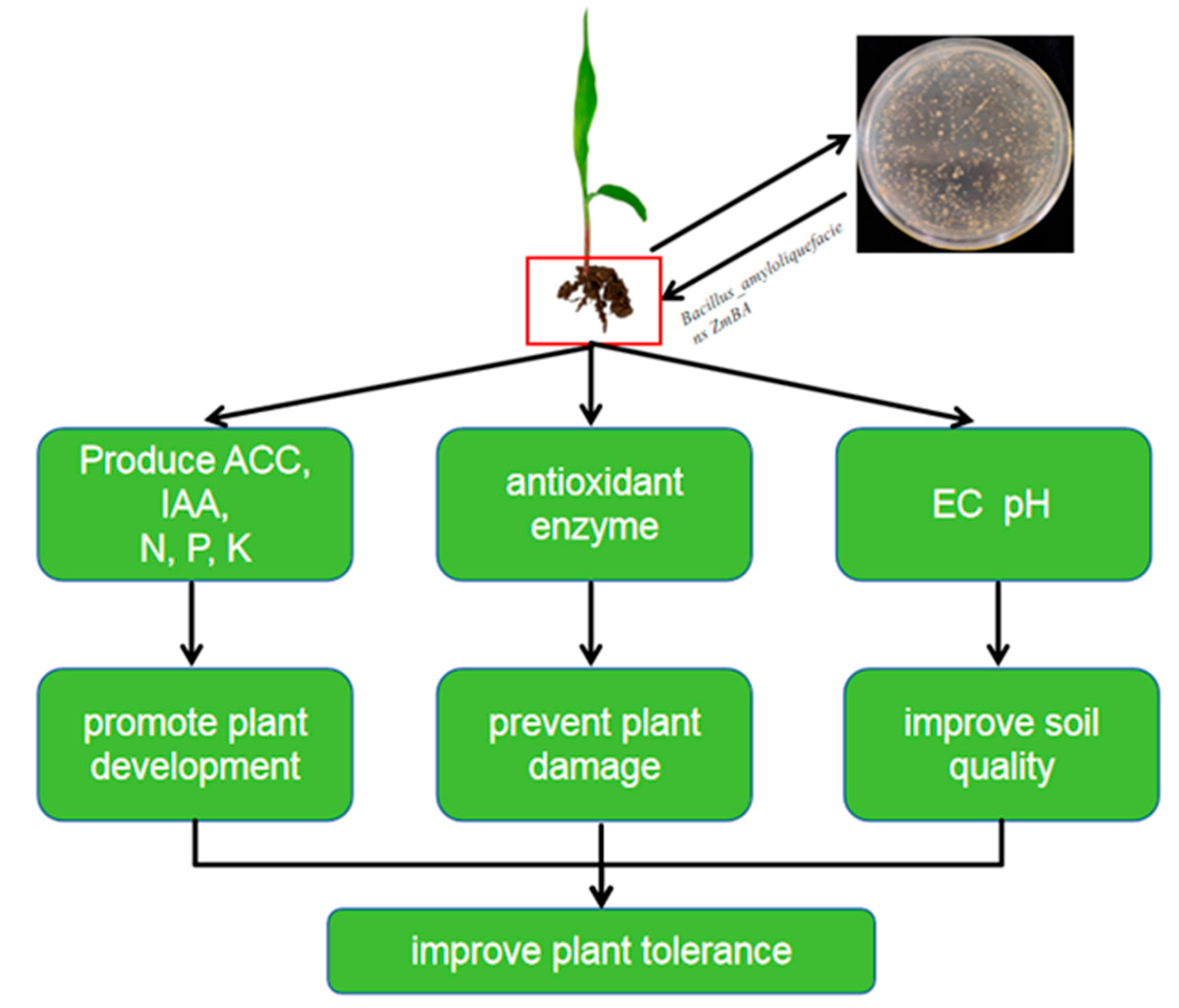 Plants 14 03742 g014 Plants 14 03742 g014
