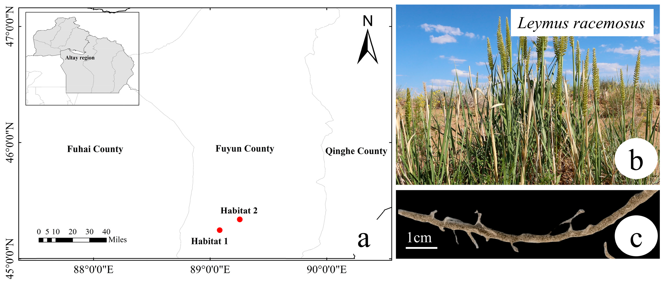 Plants 14 03747 g001