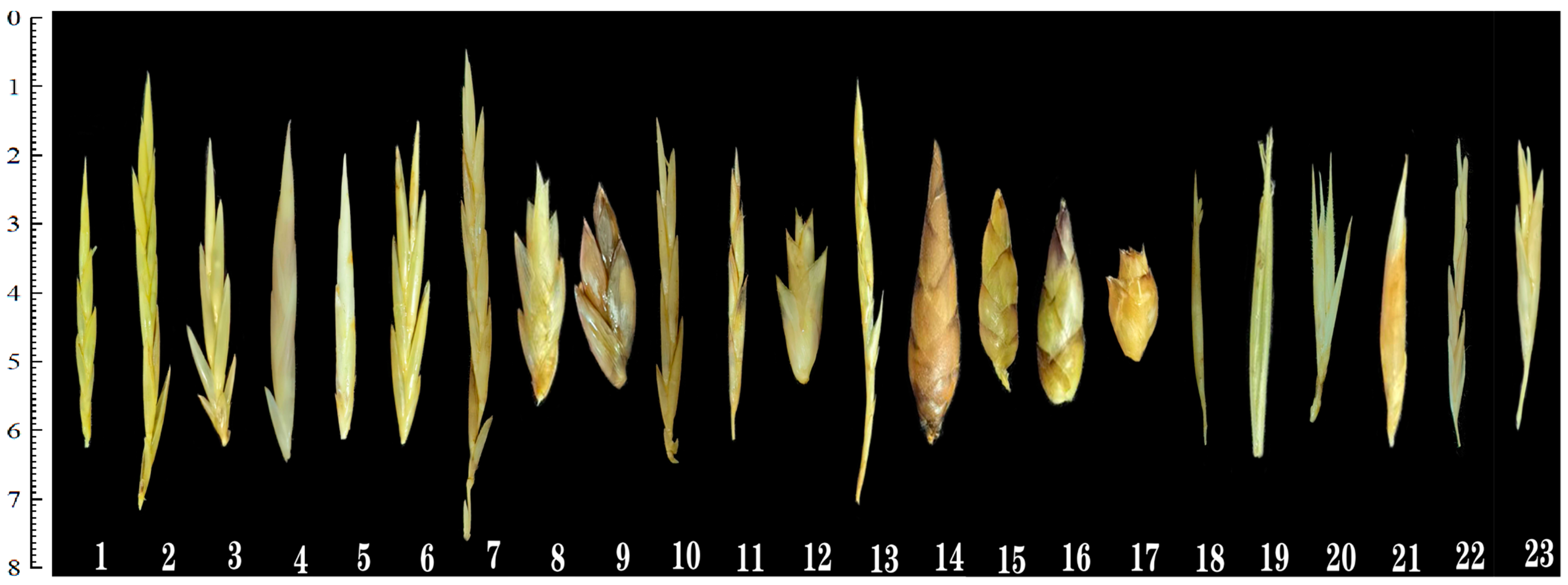 Plants 14 03751 g001 Plants 14 03751 g001