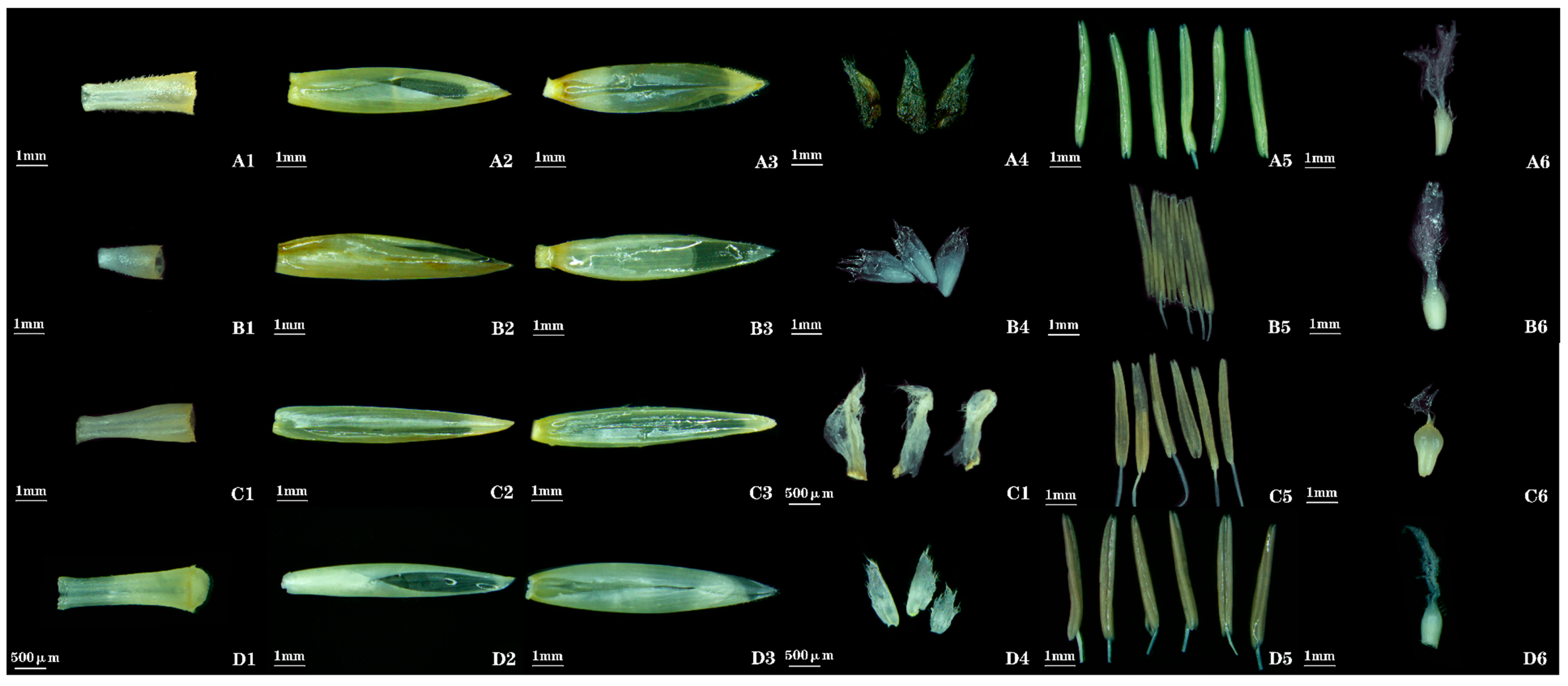 Plants 14 03751 g002 Plants 14 03751 g002