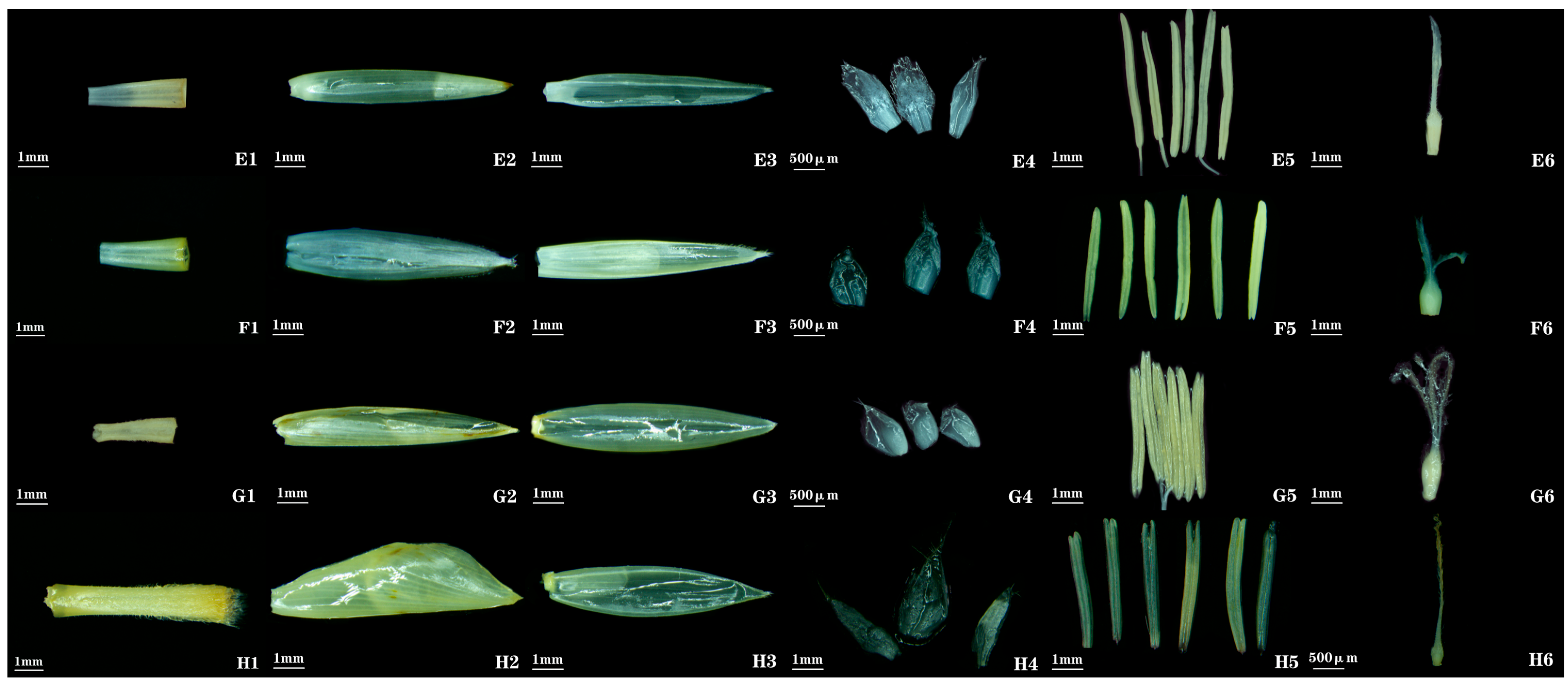 Plants 14 03751 g003 Plants 14 03751 g003