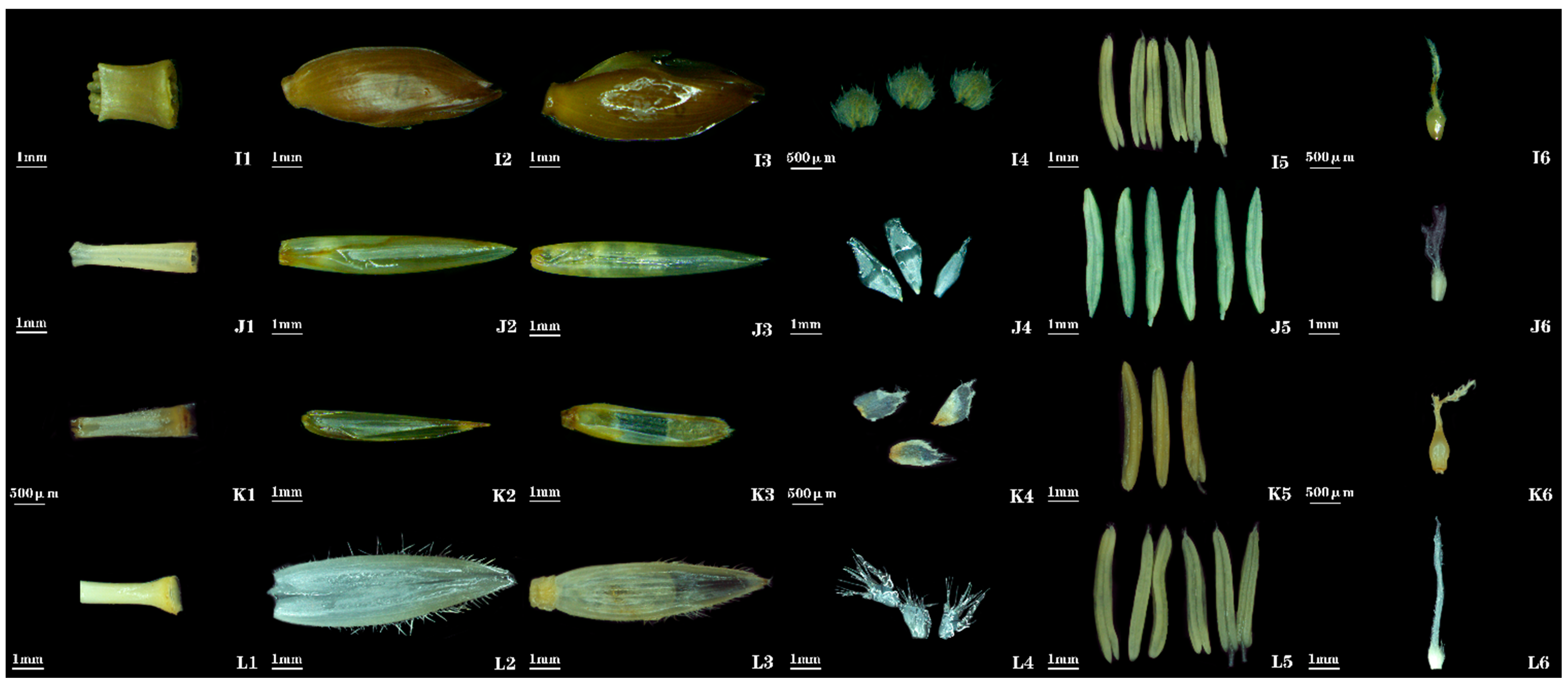 Plants 14 03751 g004 Plants 14 03751 g004