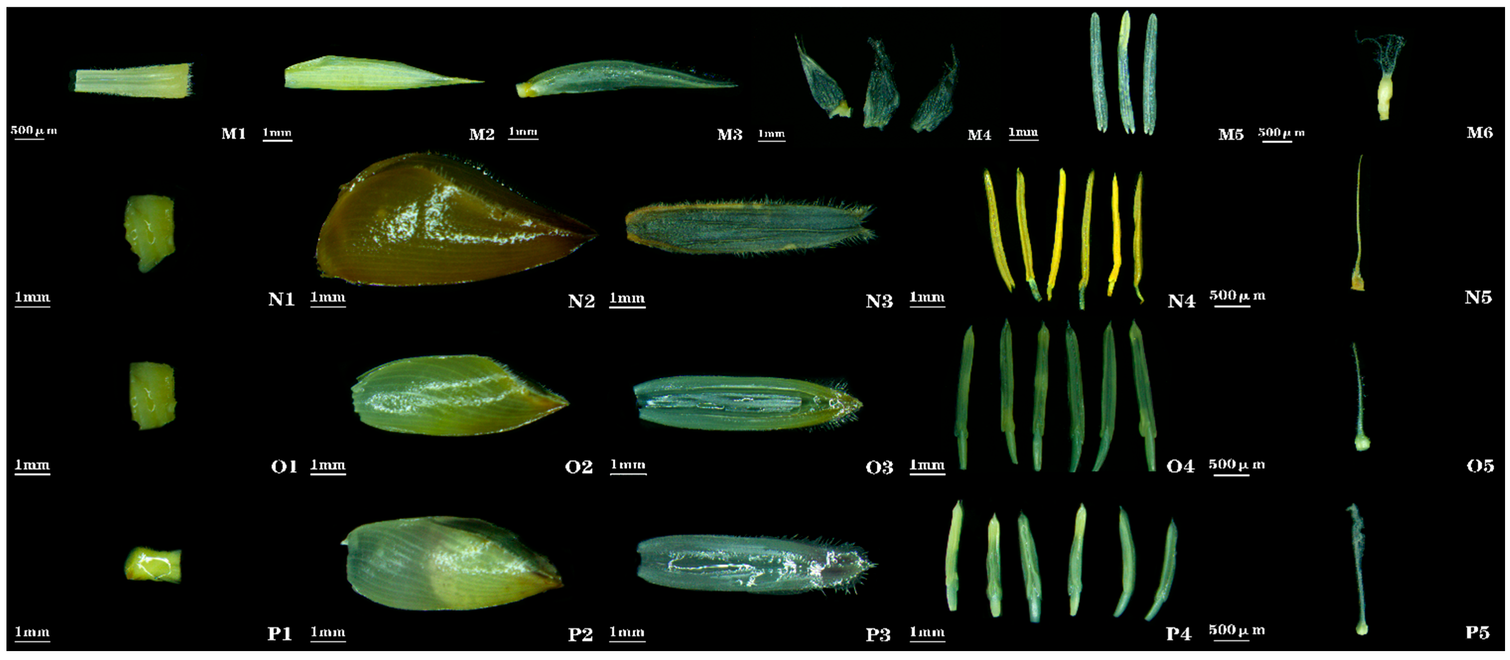 Plants 14 03751 g005 Plants 14 03751 g005