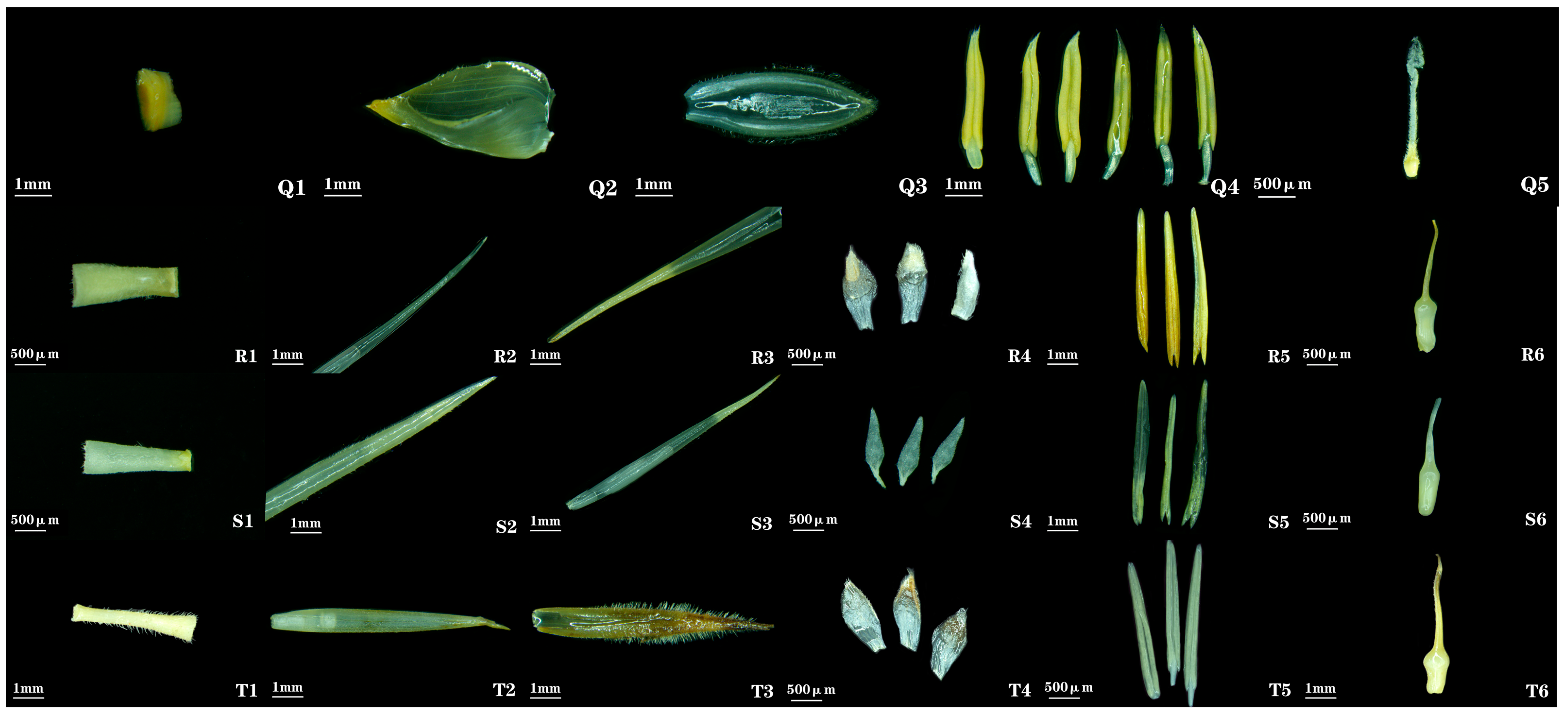 Plants 14 03751 g006 Plants 14 03751 g006