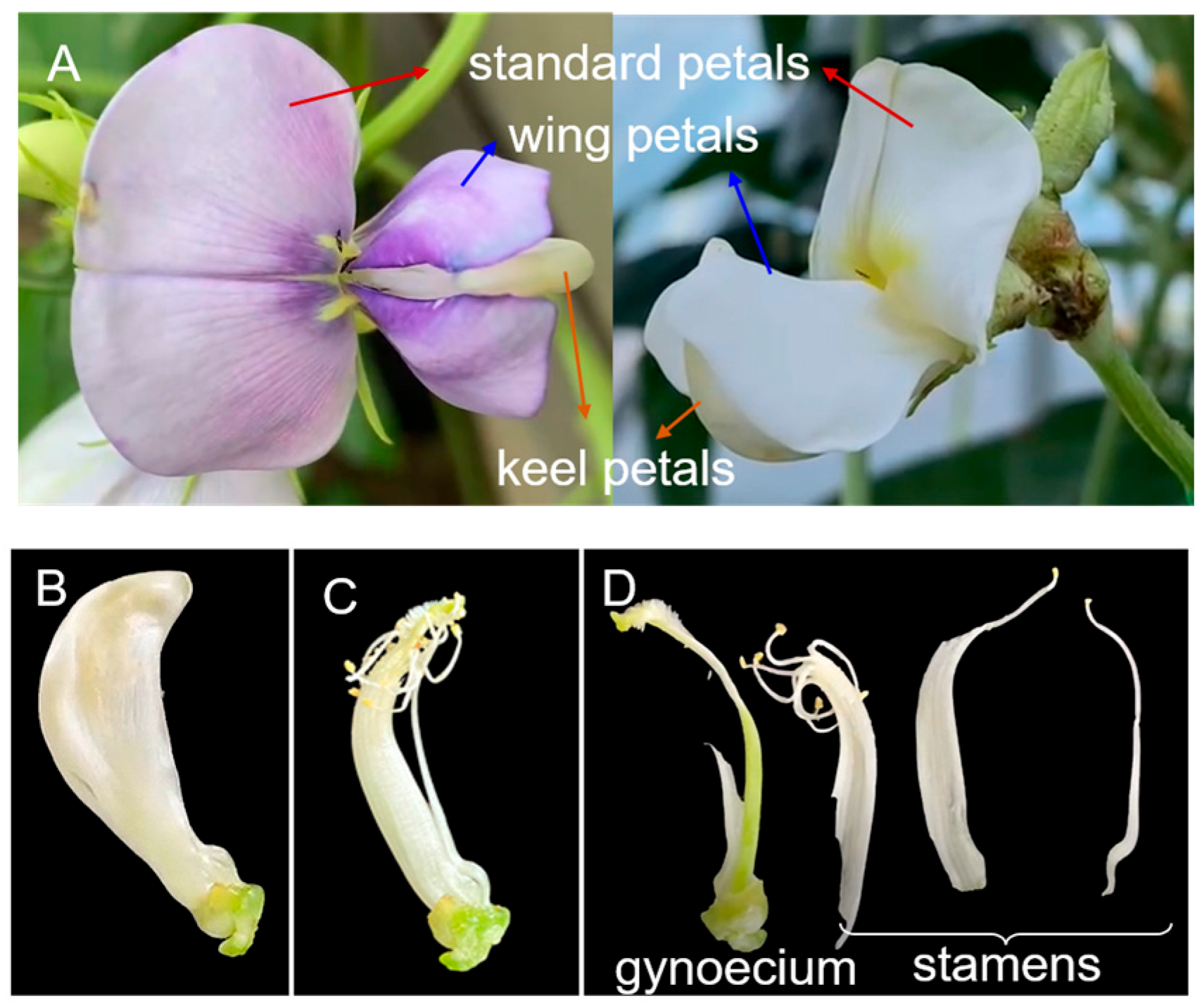 Plants 14 03753 g001 Plants 14 03753 g001