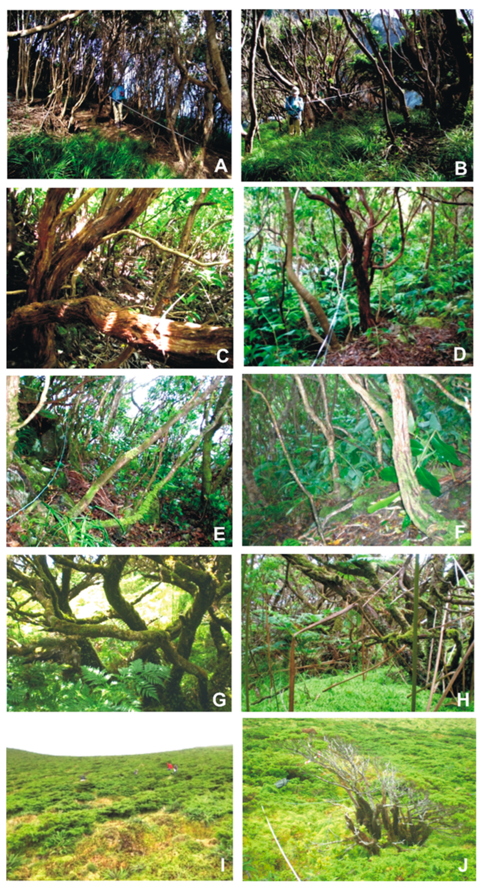 Plants 14 03766 g012 Plants 14 03766 g012