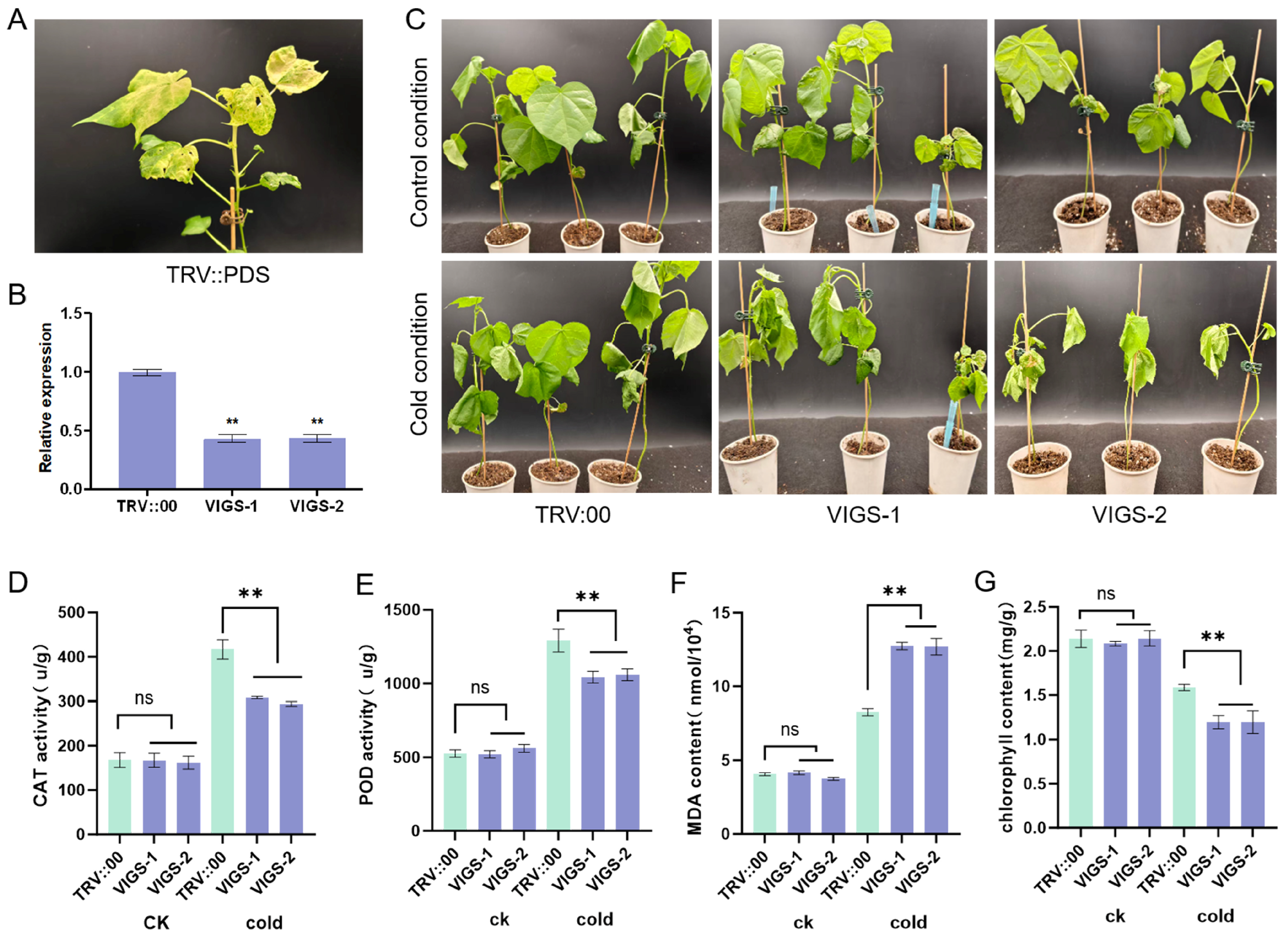 Plants 14 03767 g010 Plants 14 03767 g010