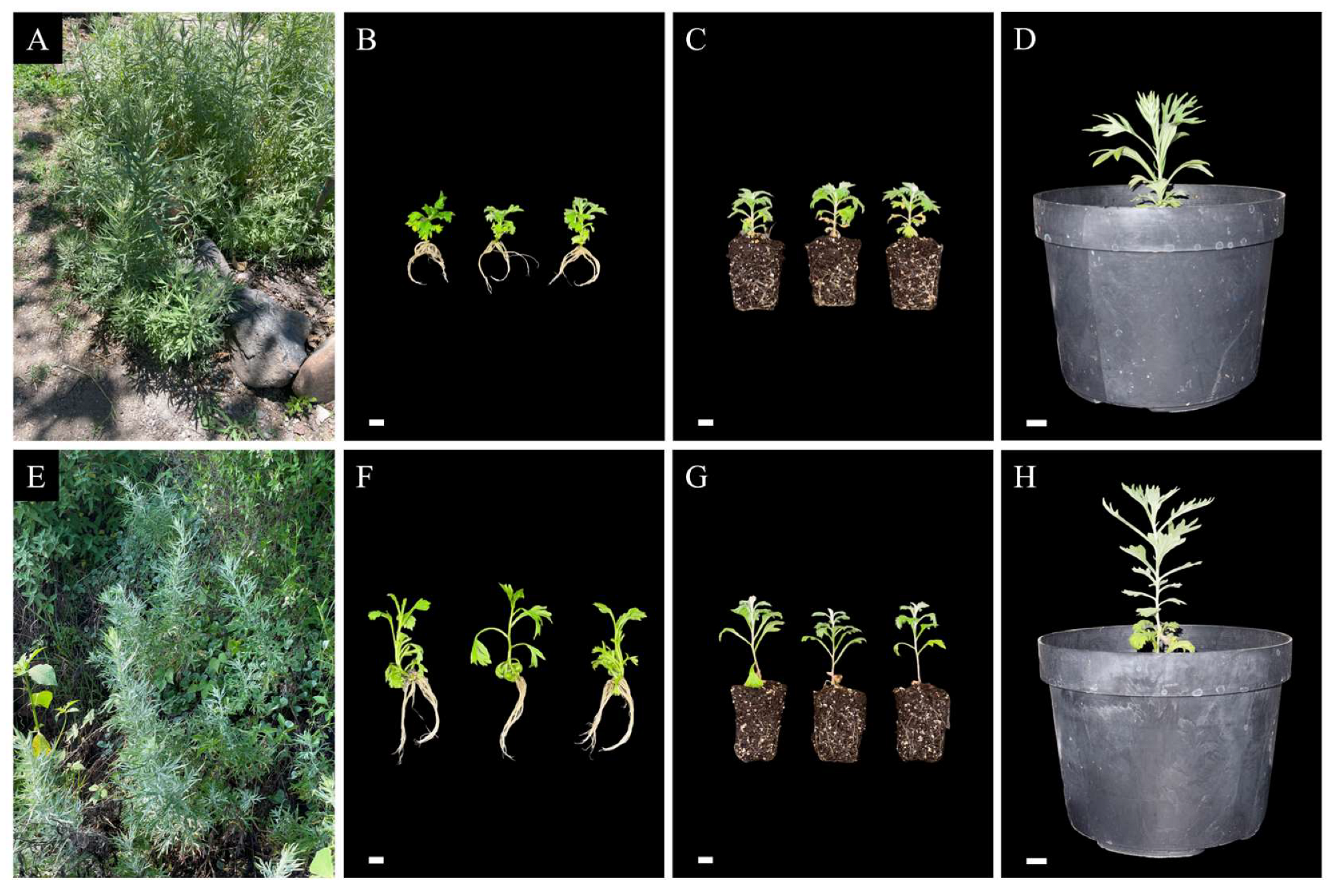 Plants 14 03781 g003