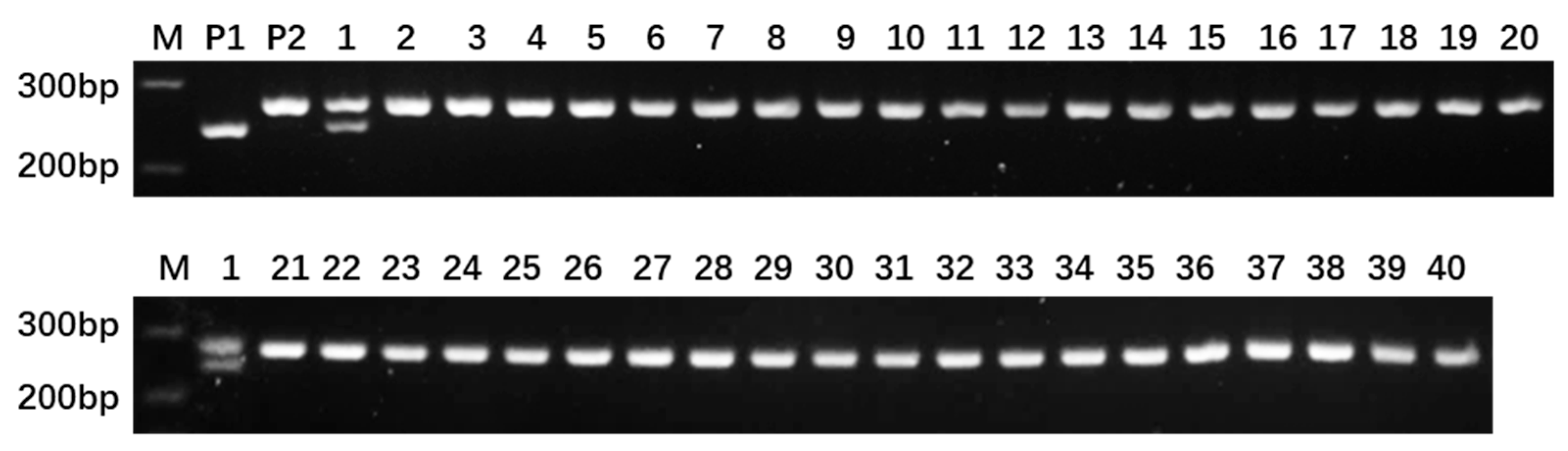 Plants 14 03782 g003