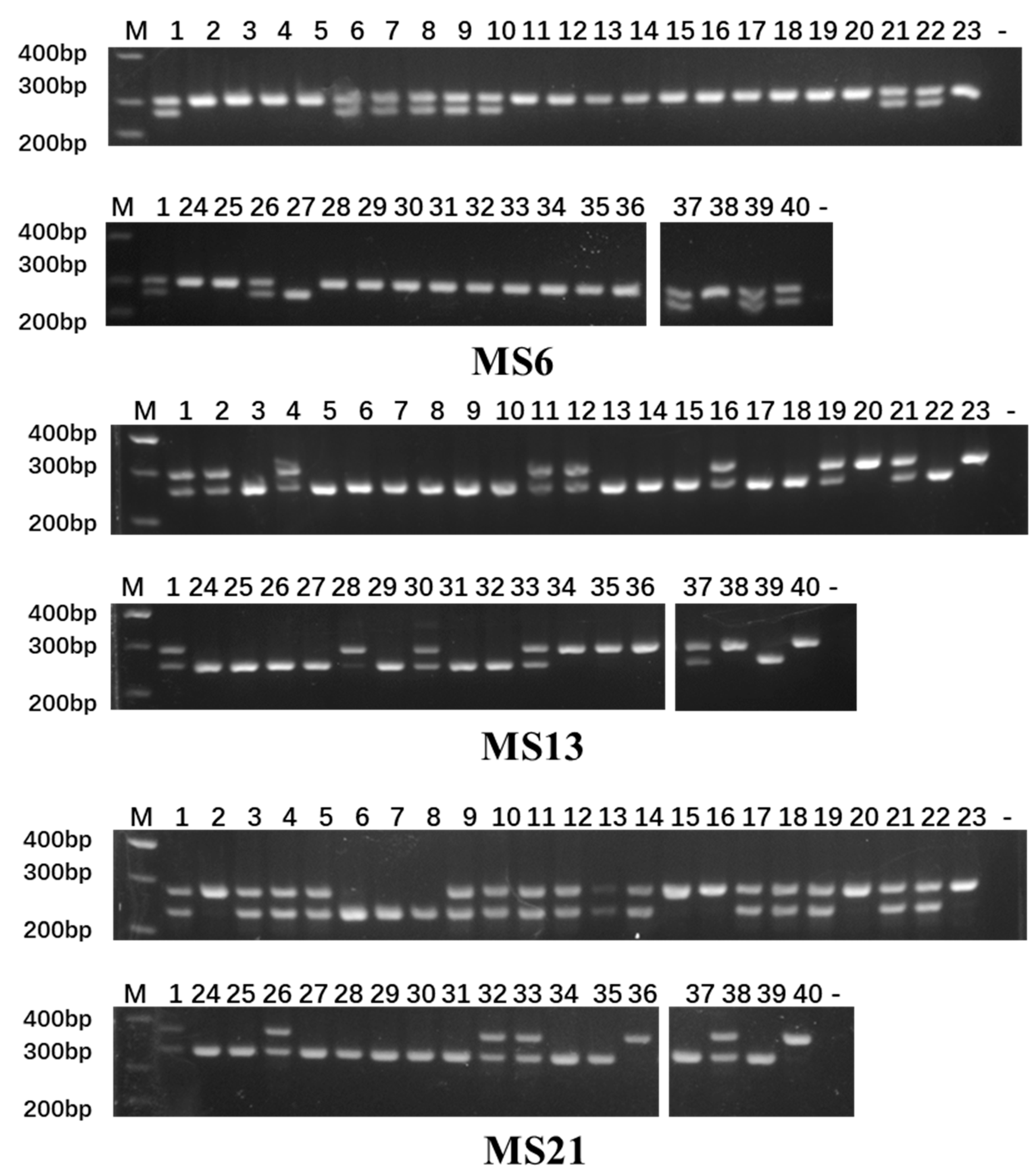 Plants 14 03782 g004